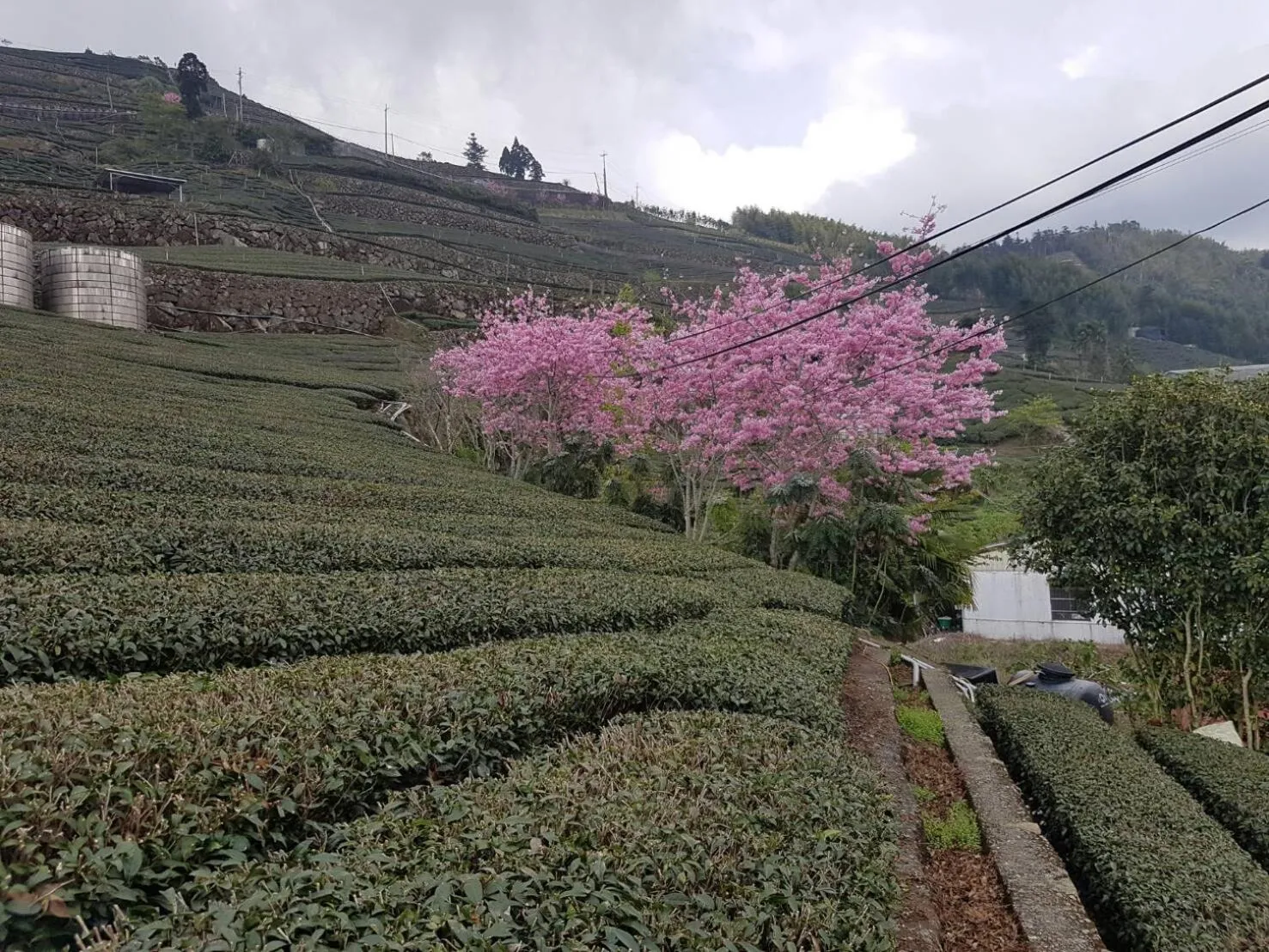 View (from property/room) in Ming Yang B&B