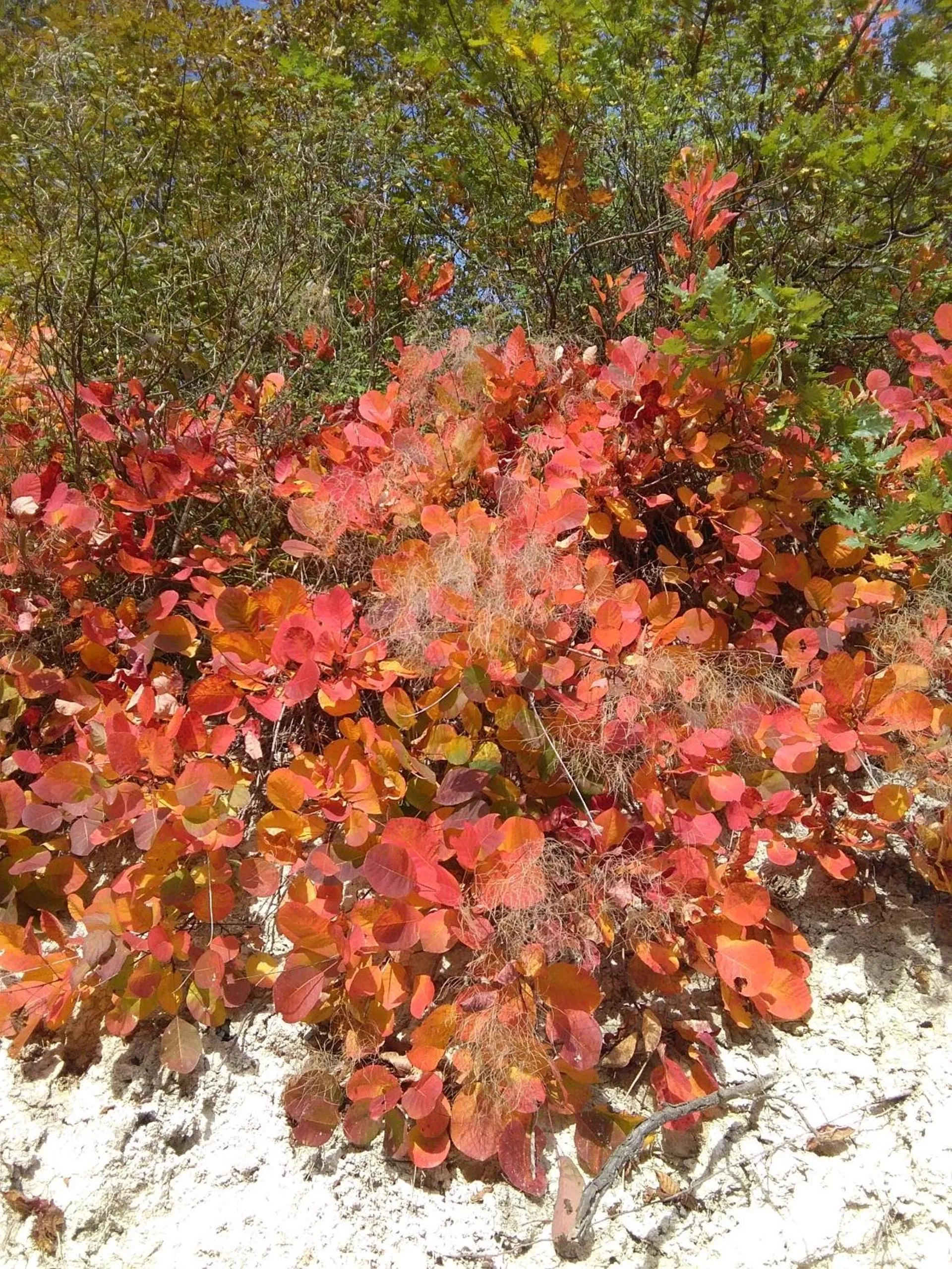 Autumn in Calmancino delle Selve