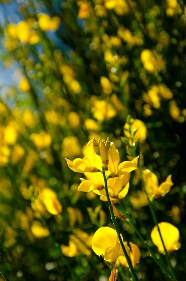 Garden in Calmancino delle Selve