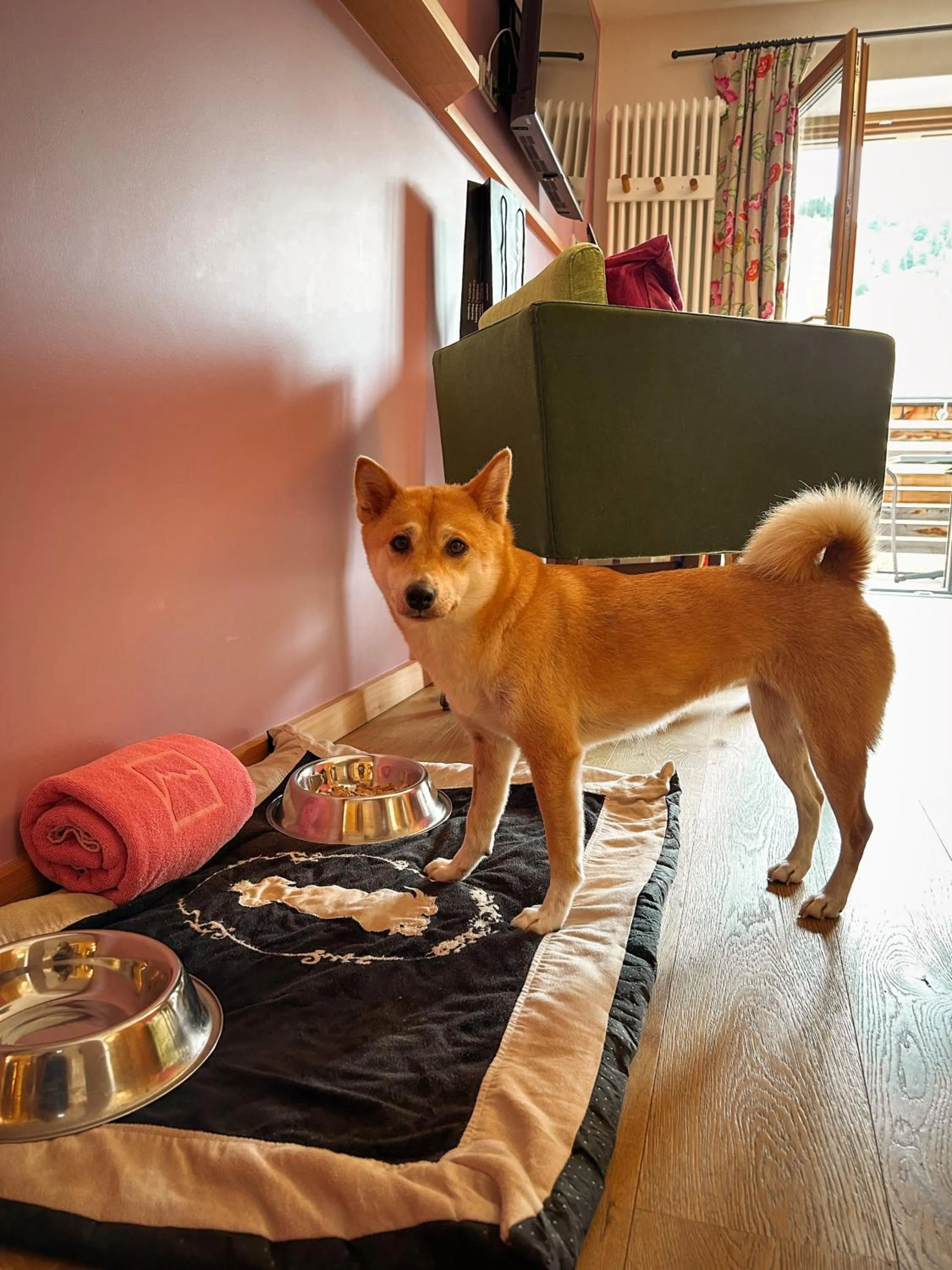 pet friendly in Hotel Goldener Berg