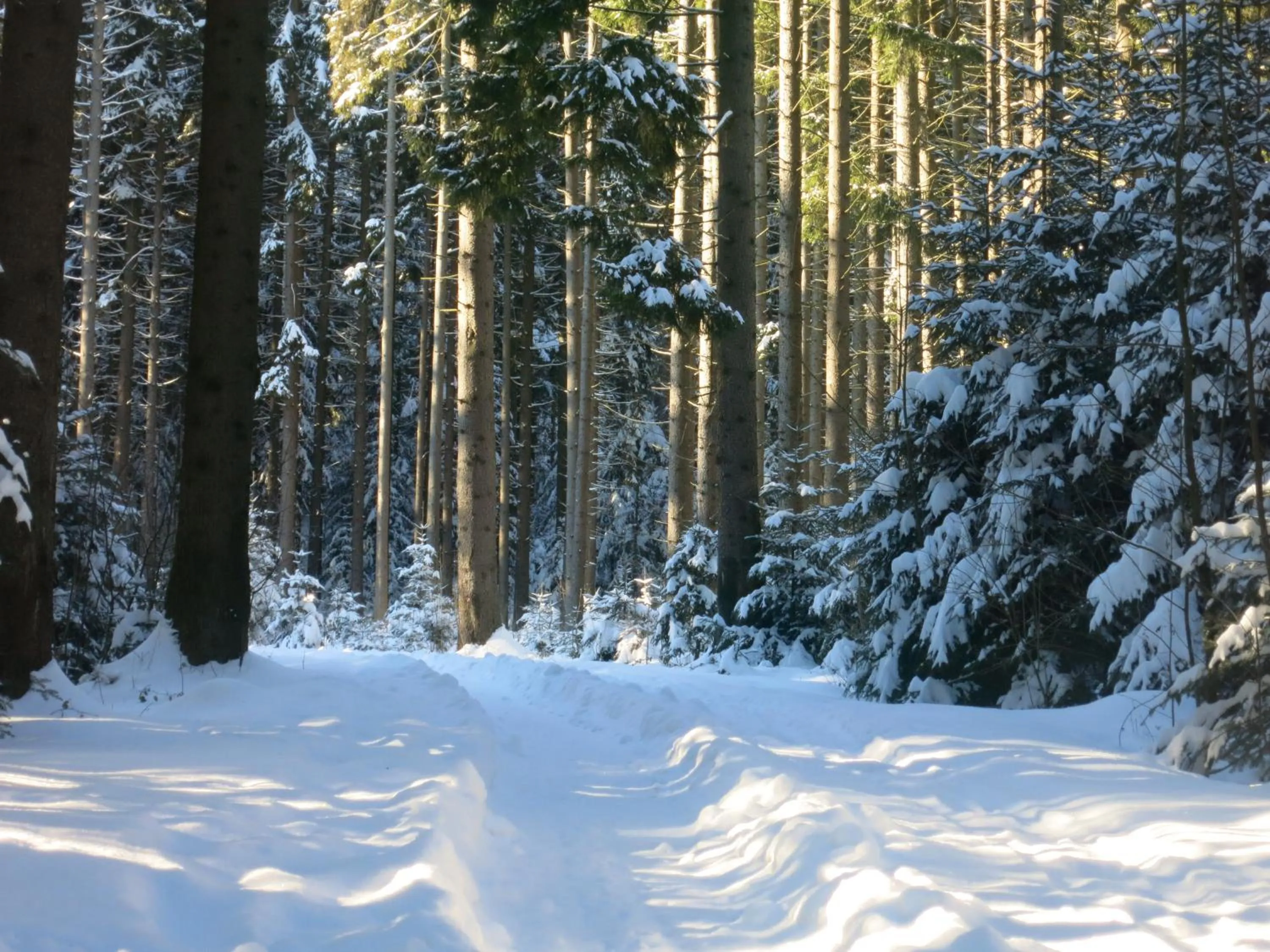 Skiing in Hotel Hirschenstein