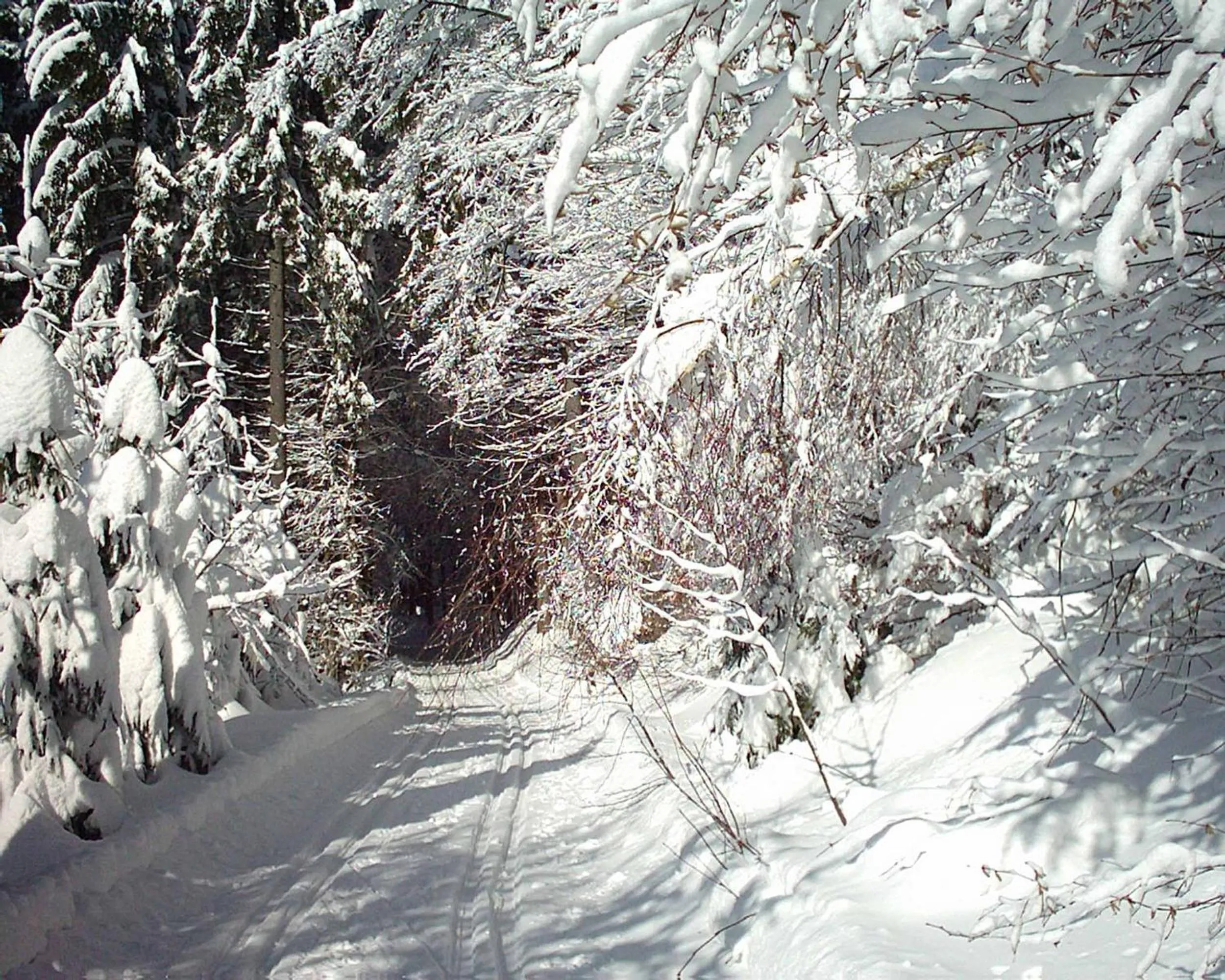 Area and facilities in Hotel Hirschenstein