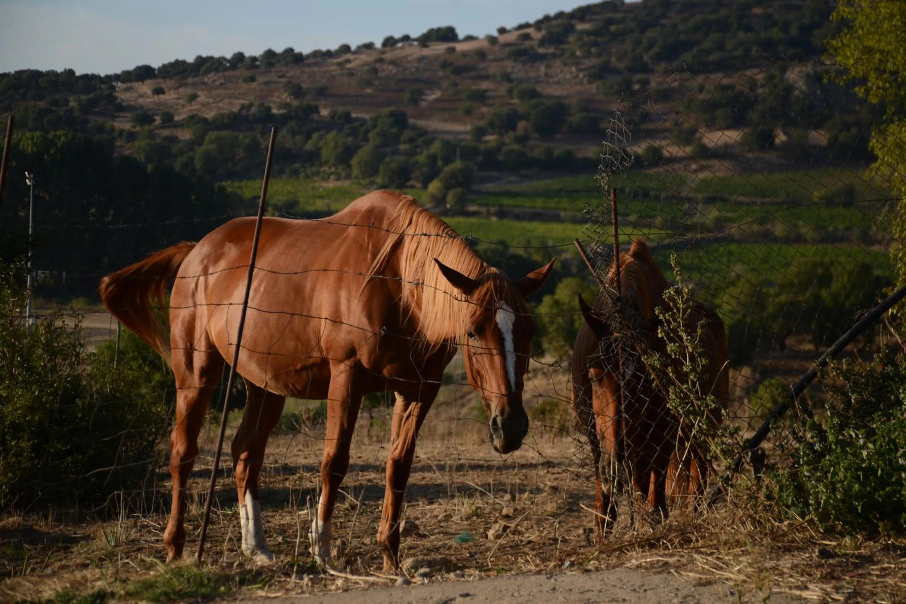 Nearby landmark in Sa Nuche