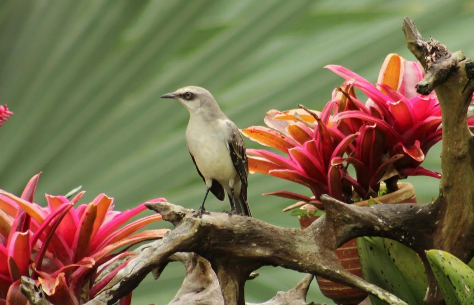 Natural landscape in Hotel Campestre El Triunfo