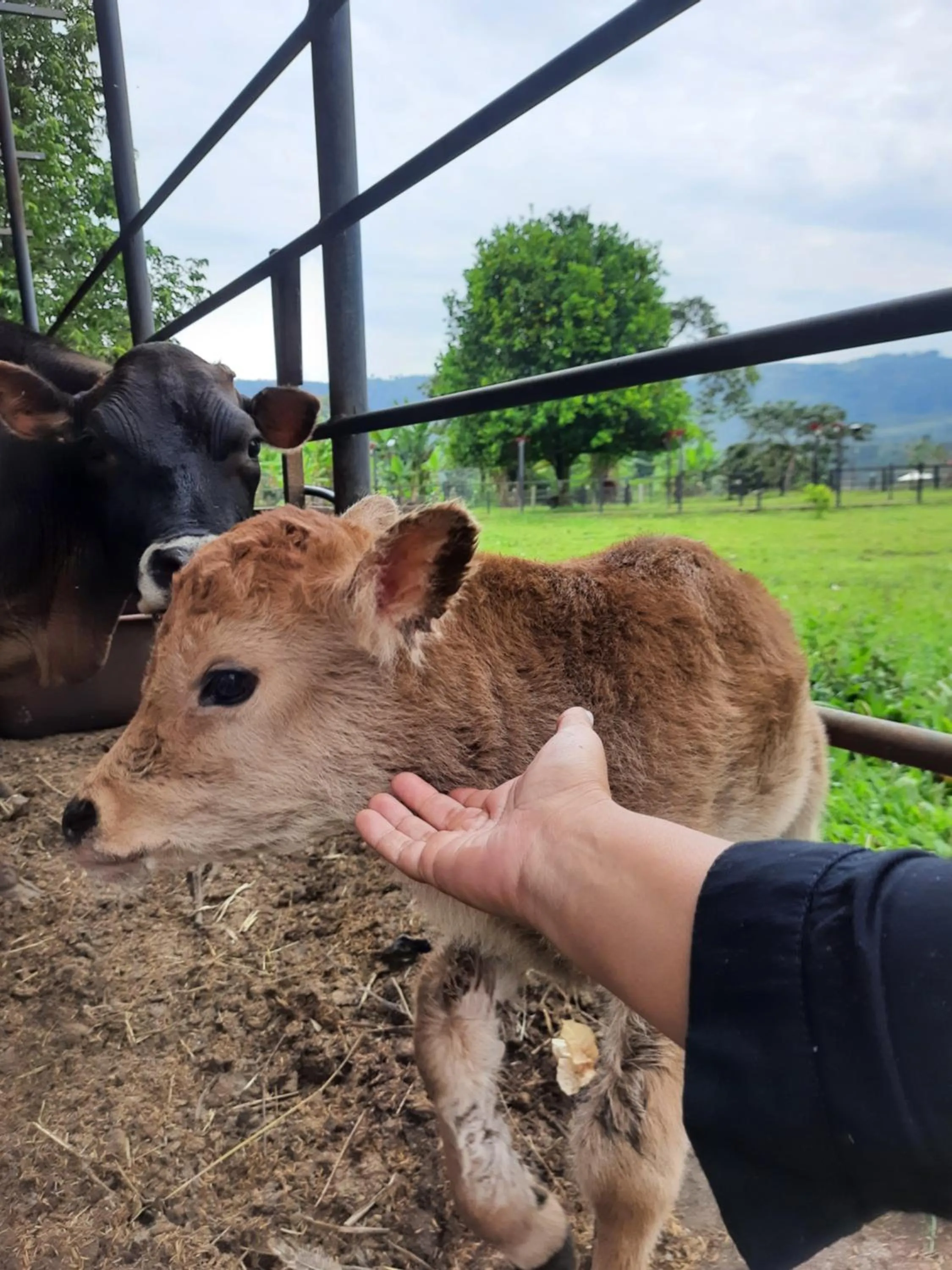 Animals in Hotel Campestre El Triunfo