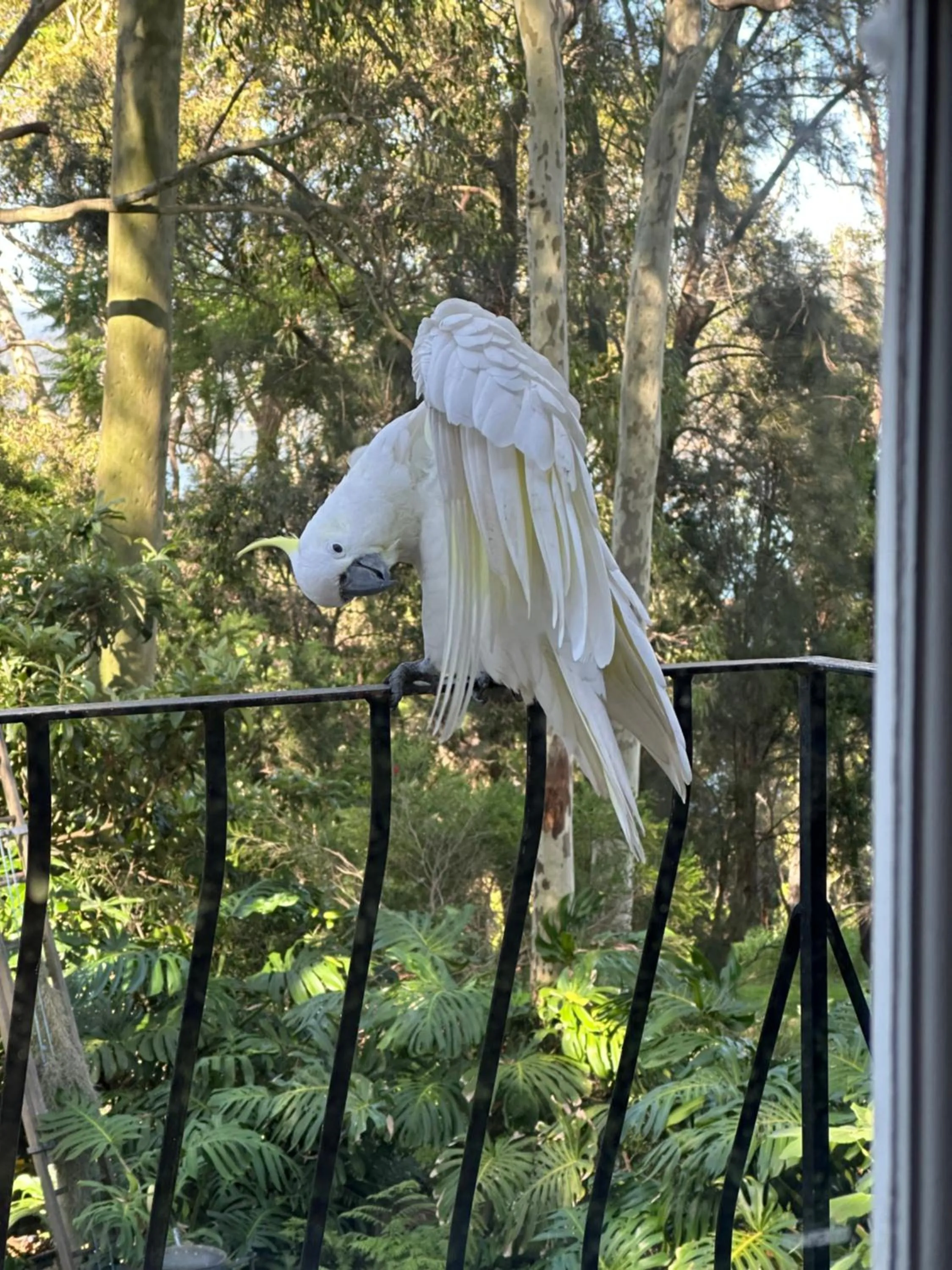Animals in Palm Beach Bed & Breakfast