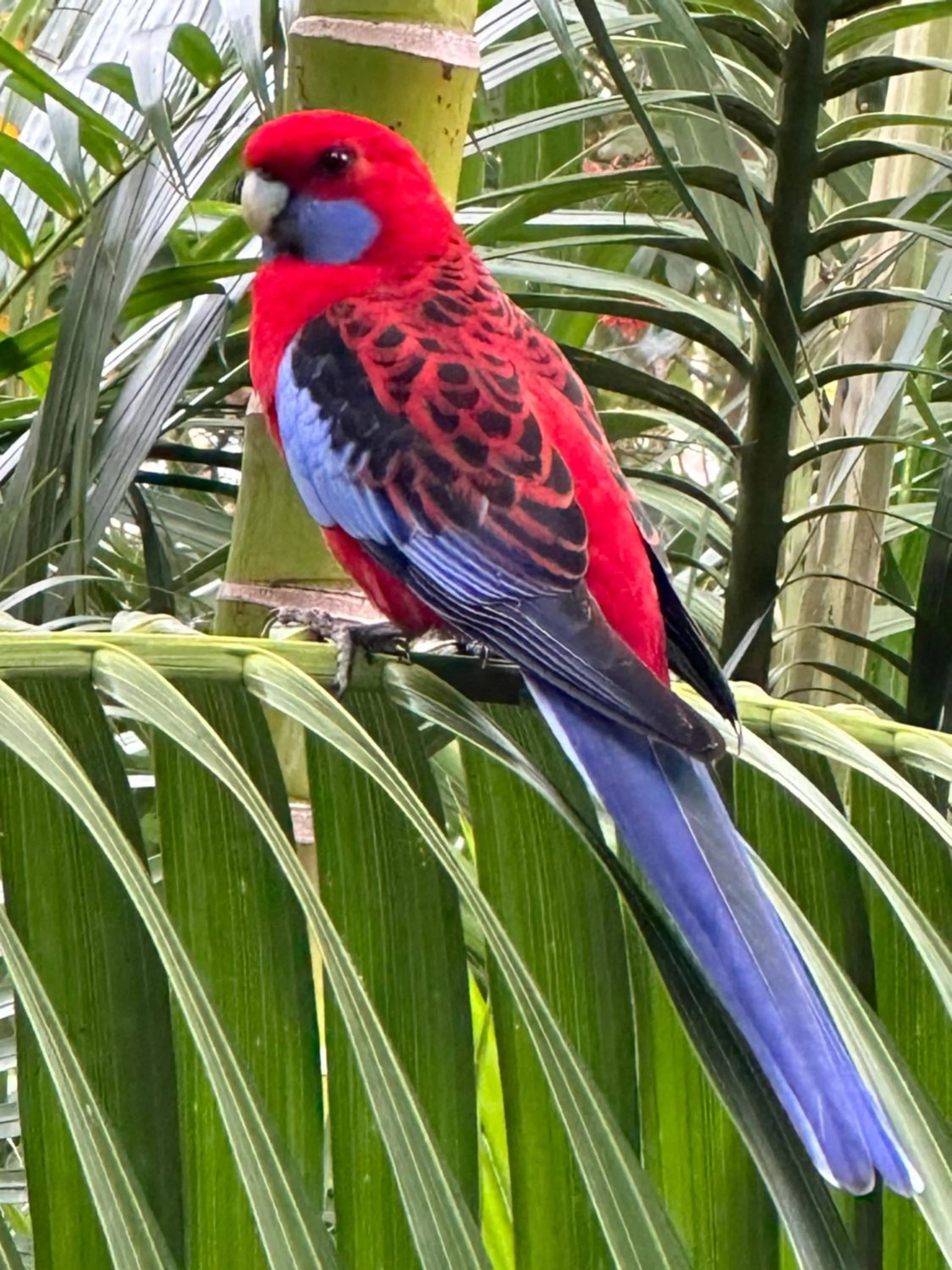 Garden in Palm Beach Bed & Breakfast
