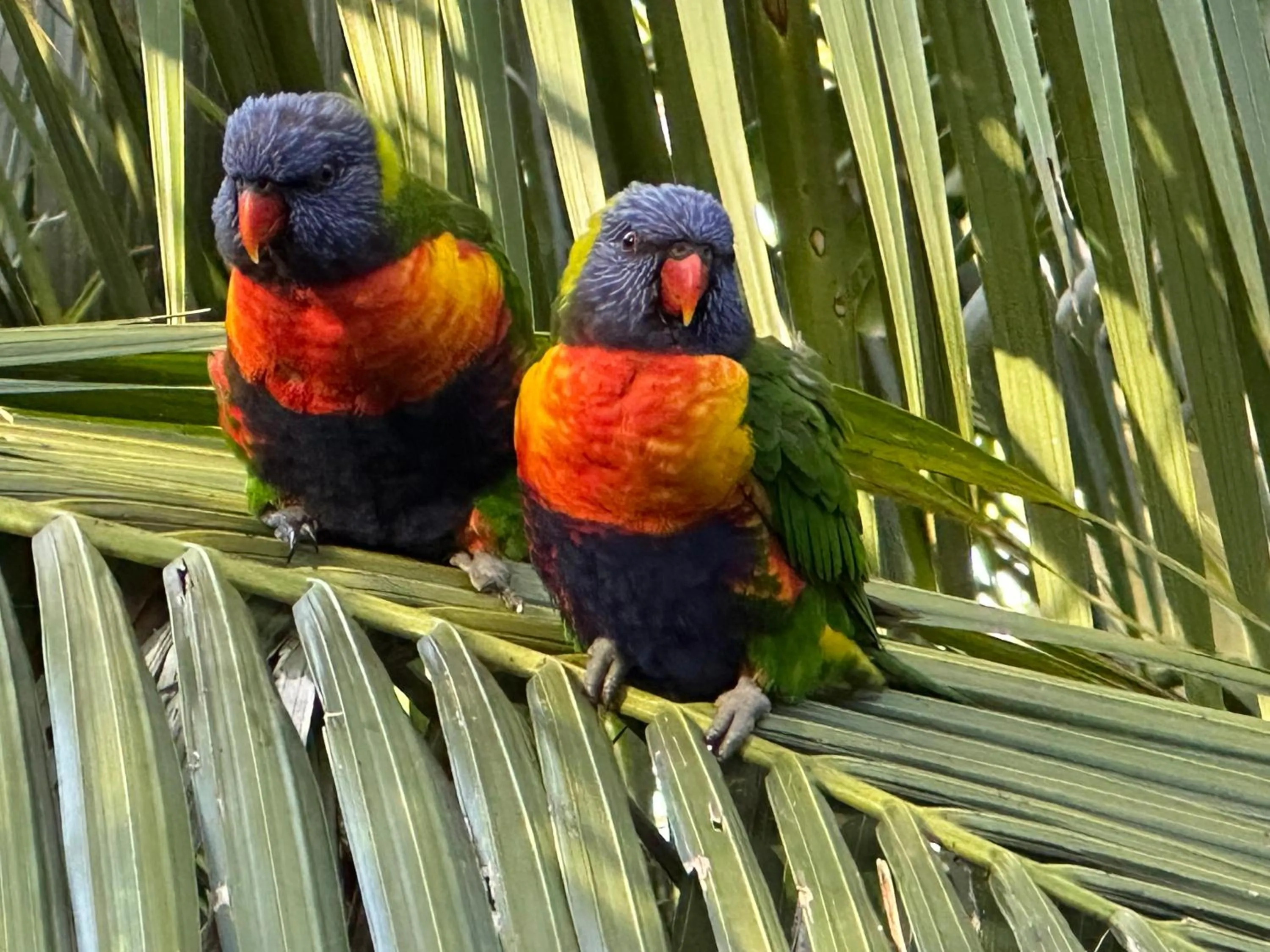 Animals in Palm Beach Bed & Breakfast