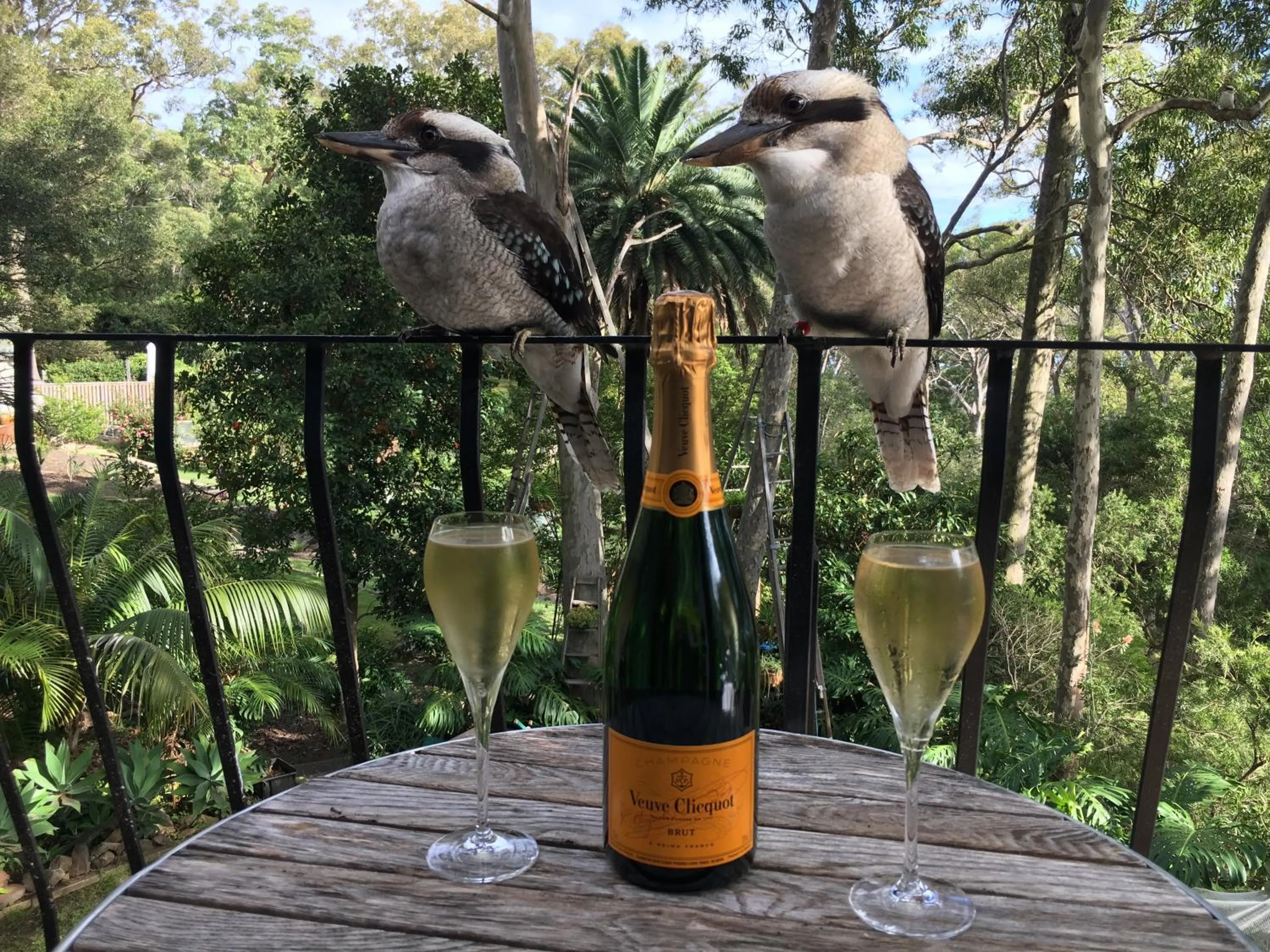 Animals in Palm Beach Bed & Breakfast