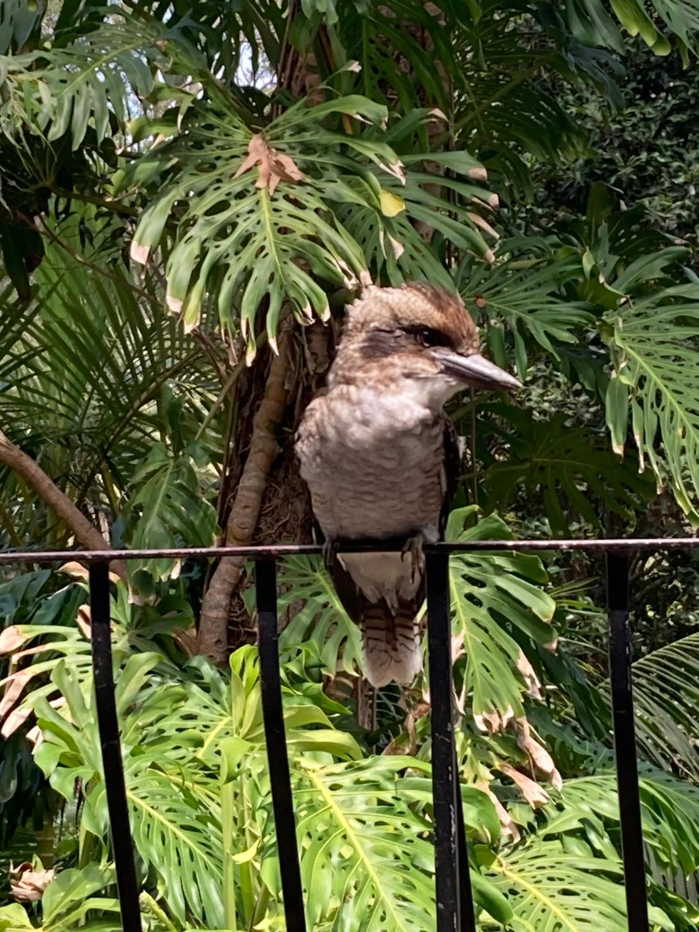 Animals in Palm Beach Bed & Breakfast