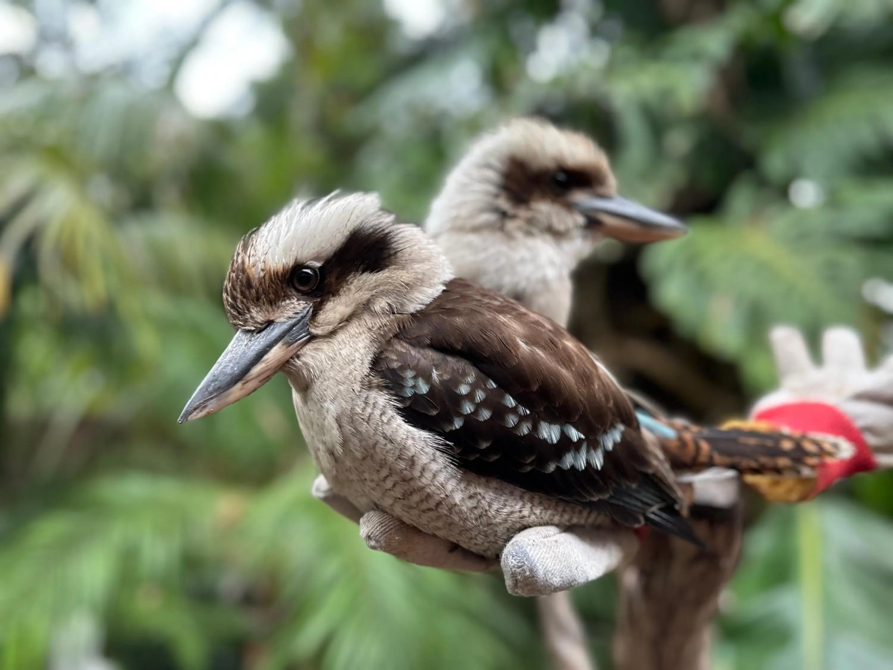 Animals in Palm Beach Bed & Breakfast