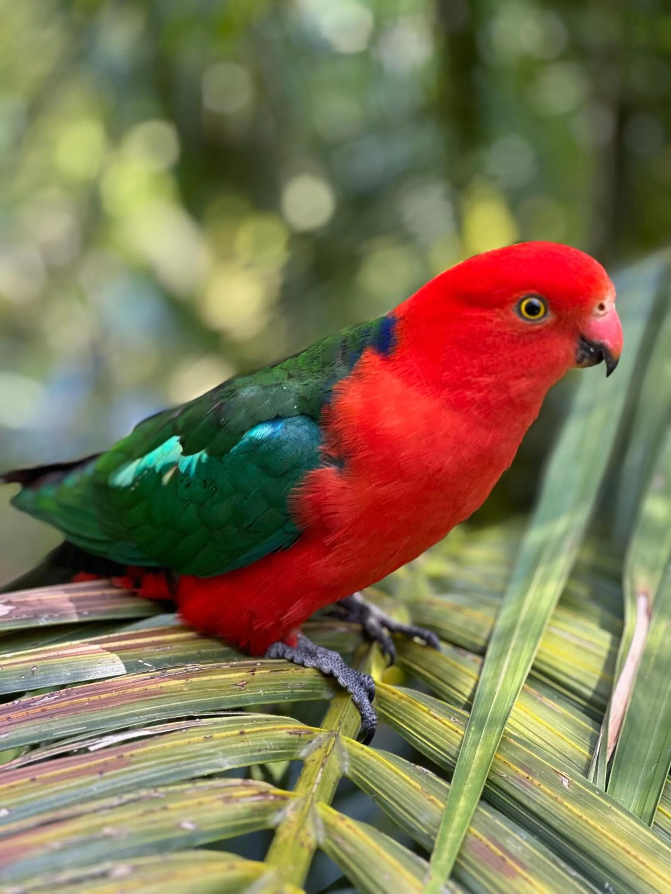 Animals in Palm Beach Bed & Breakfast