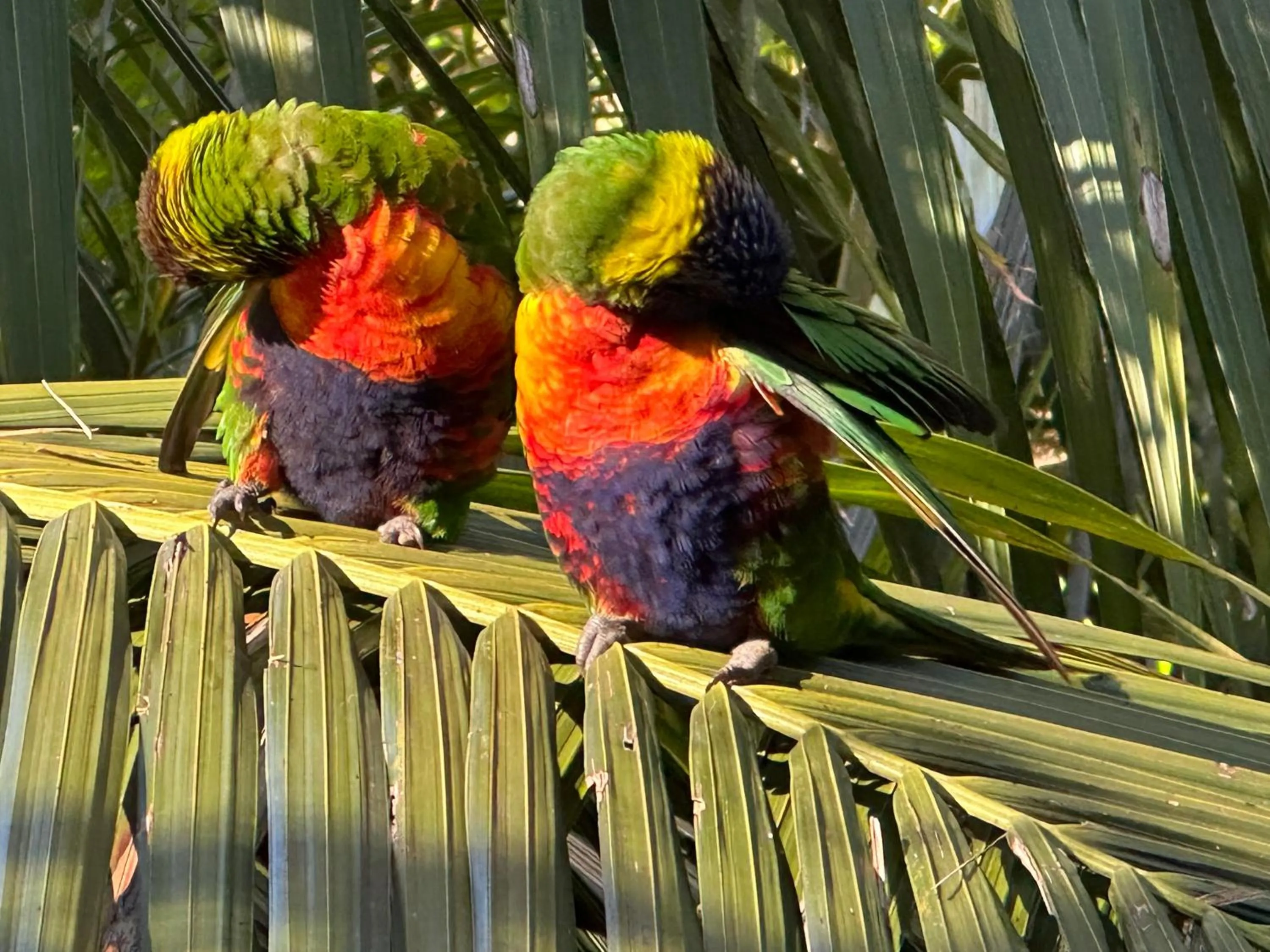 Garden in Palm Beach Bed & Breakfast