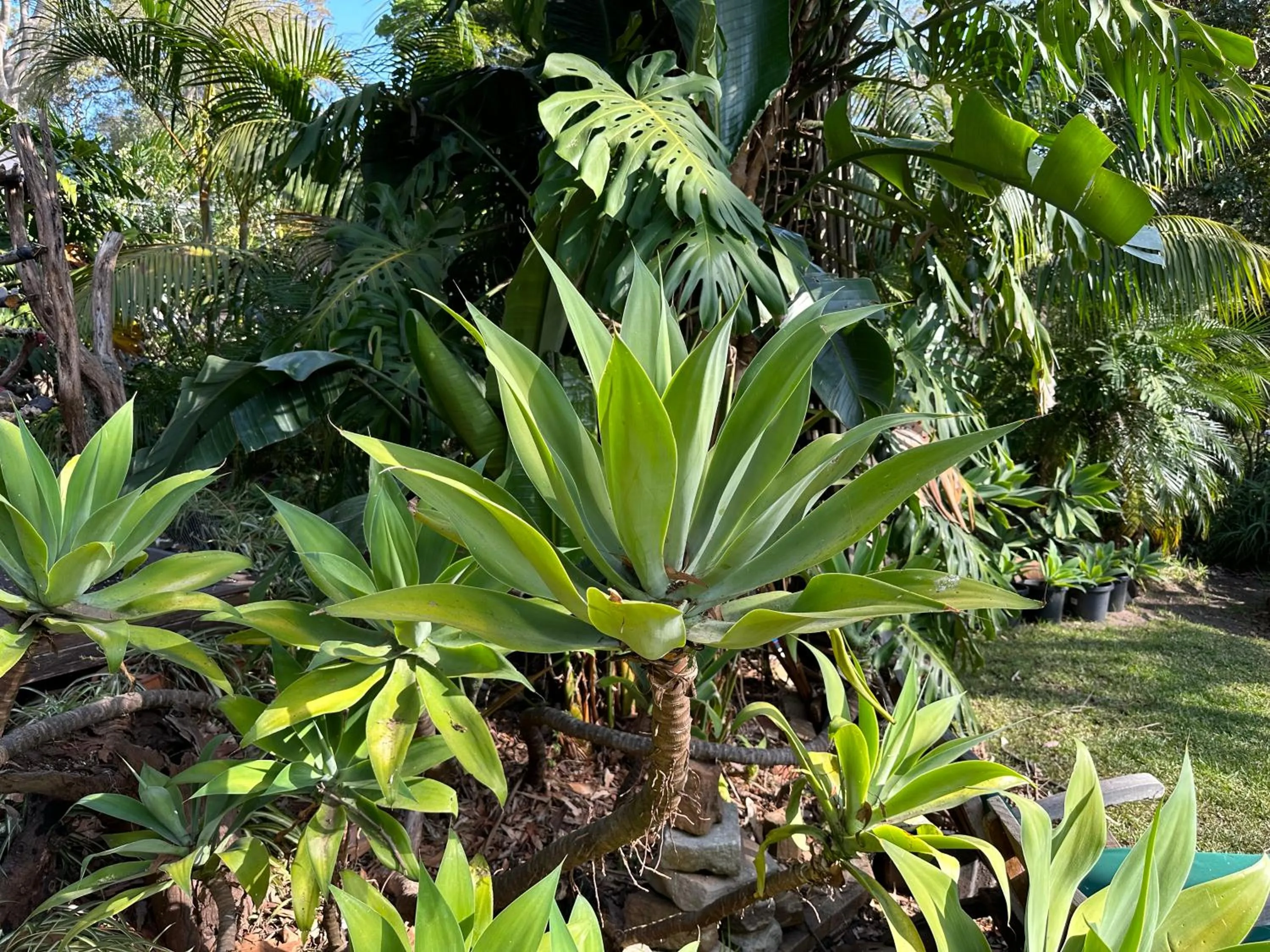Garden in Palm Beach Bed & Breakfast