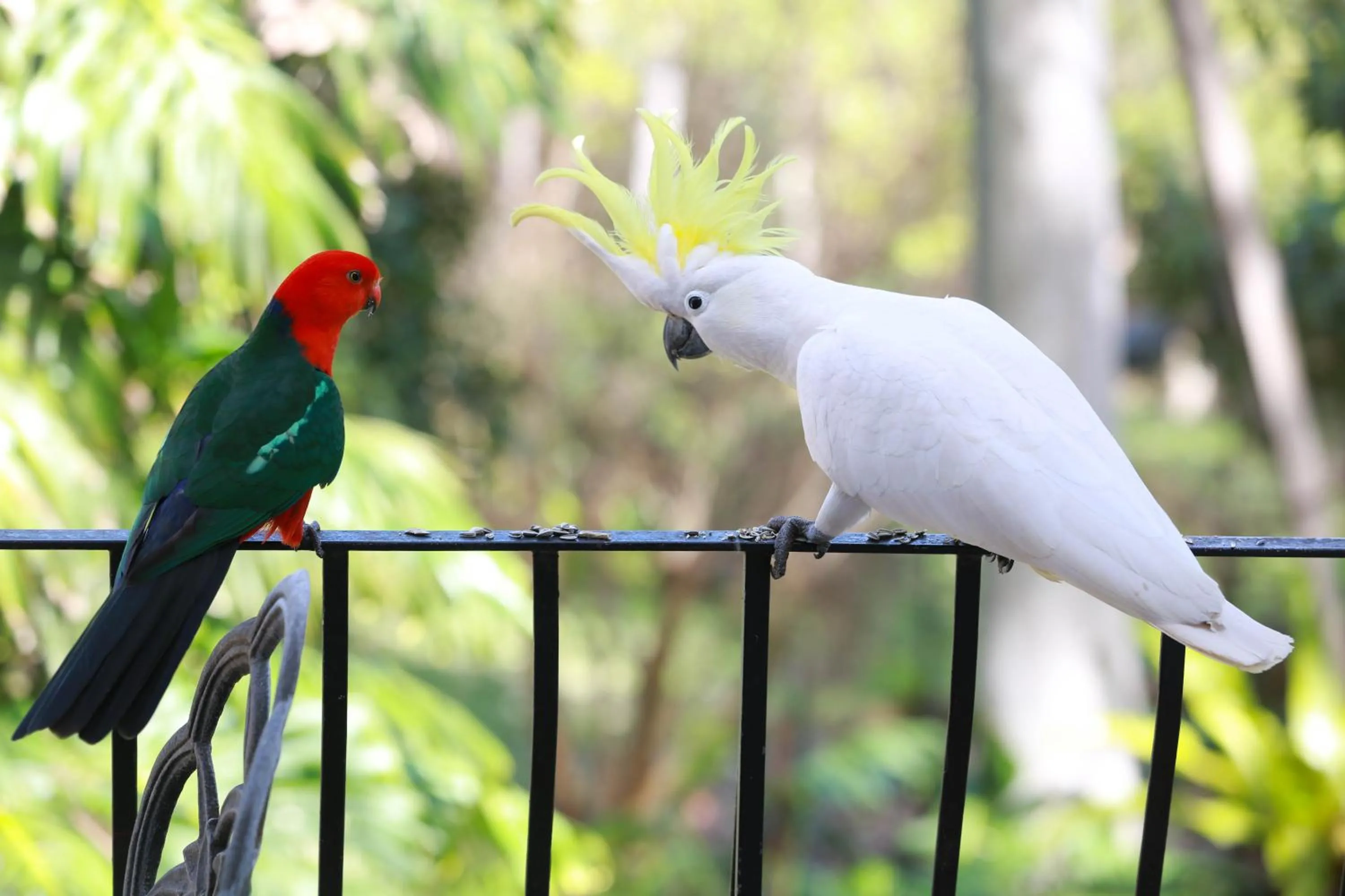Balcony/Terrace in Palm Beach Bed & Breakfast