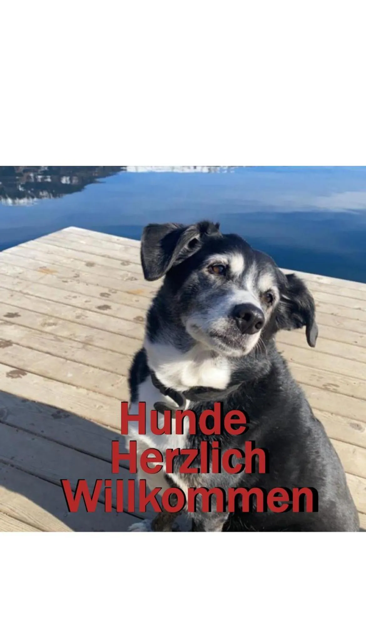 Pets in Erlebnis Post - Stadthotel mit EigenART