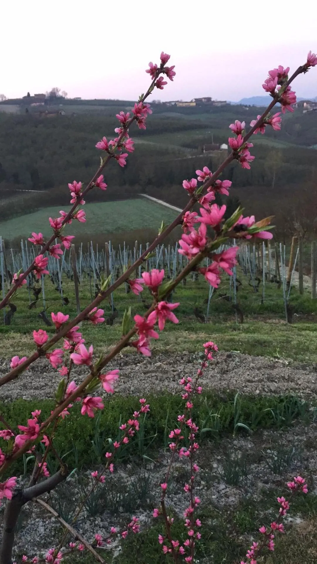 Garden in Cascina Baresane