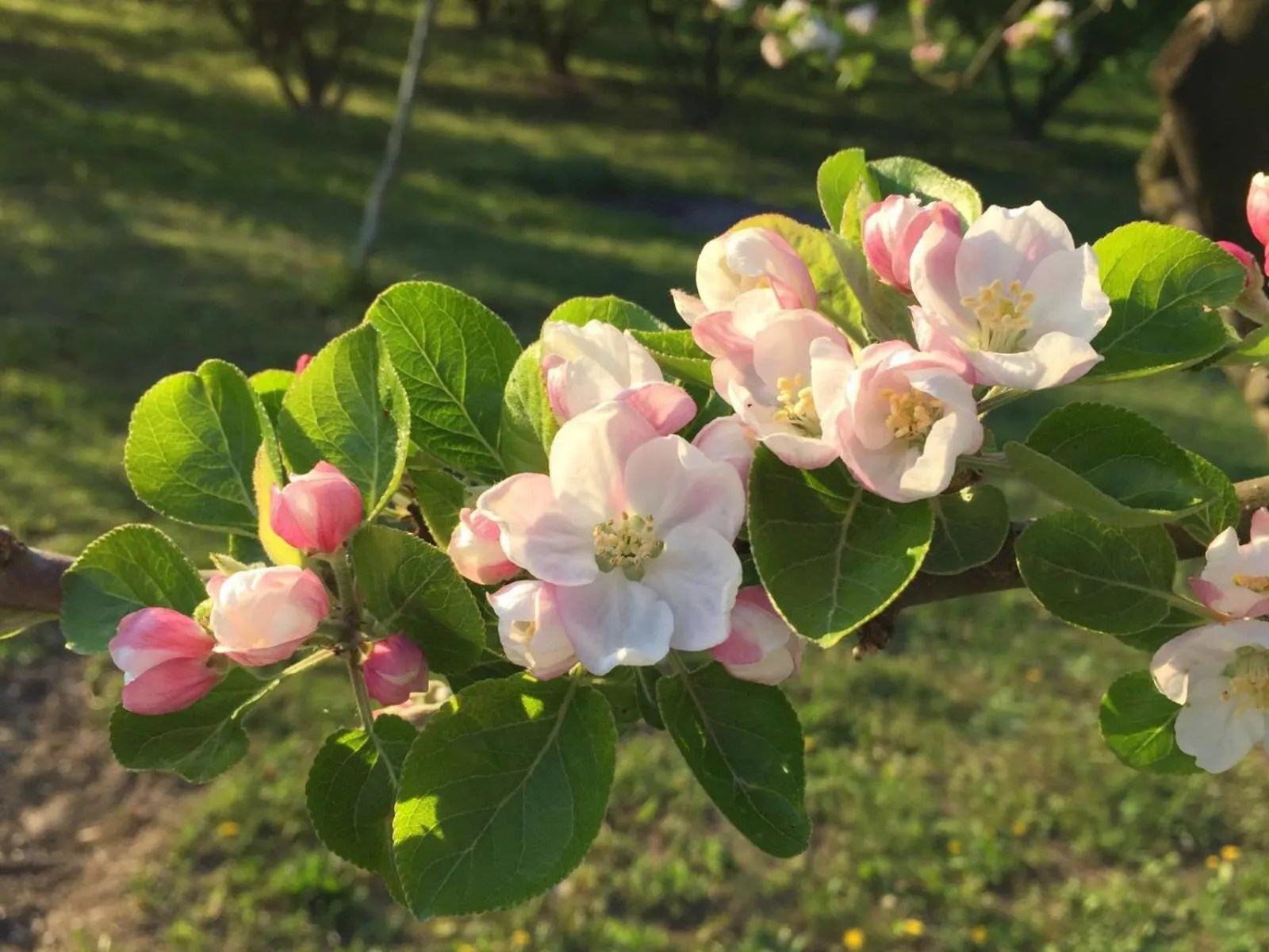 Spring in Cascina Baresane