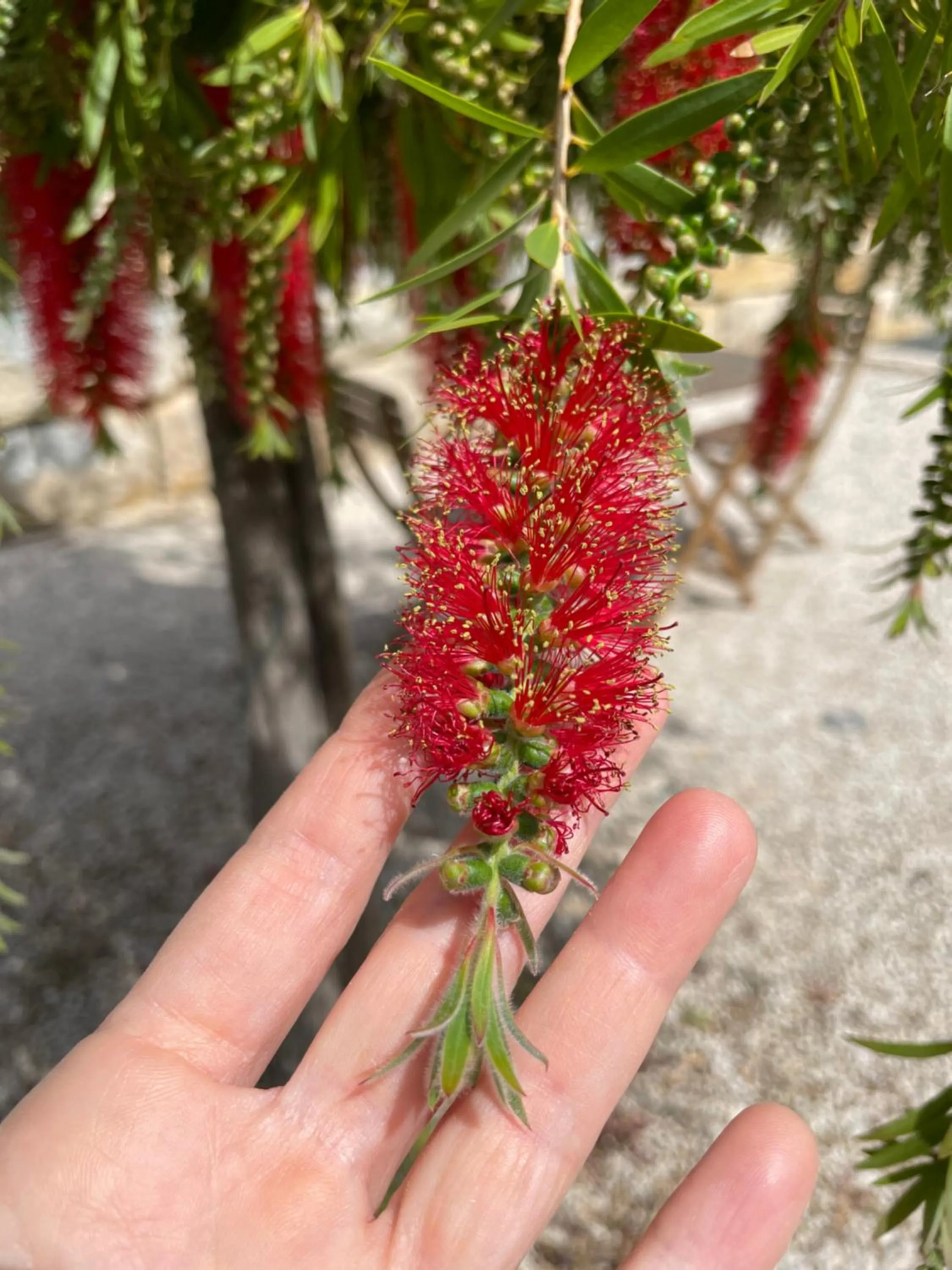 Garden in B&B Entrecolinas