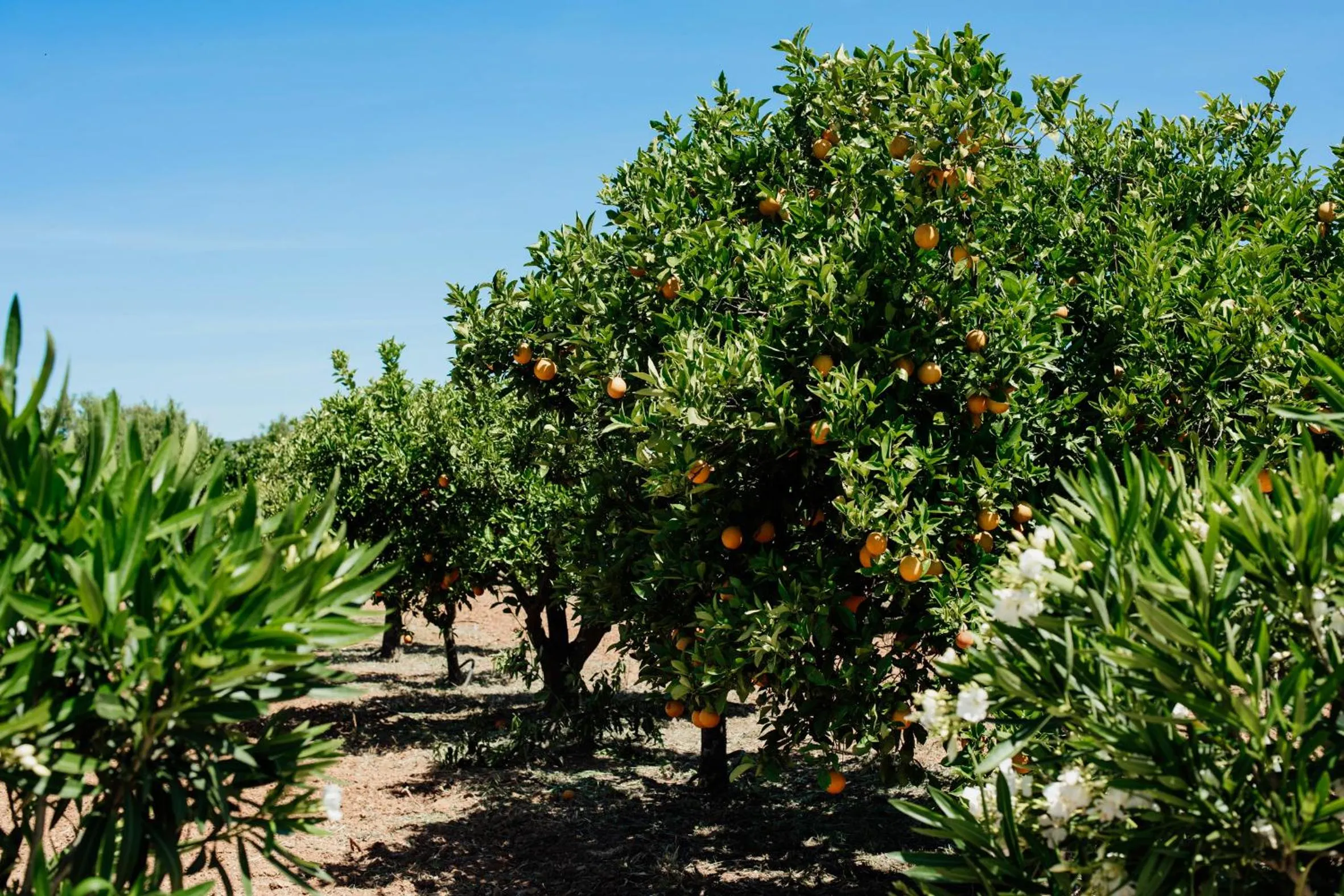 Garden in B&B Entrecolinas