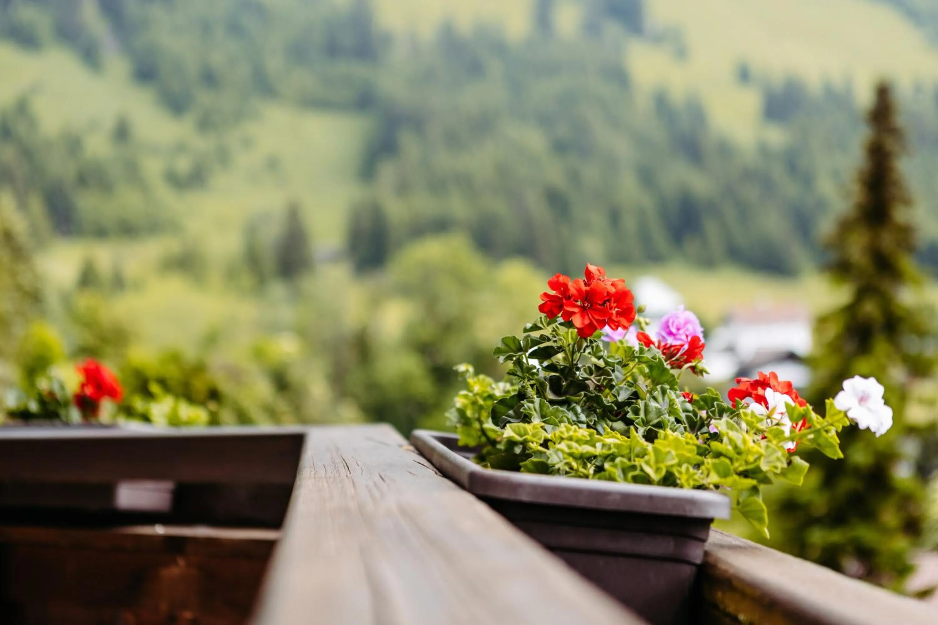 Natural landscape in Hotel Klockerhof