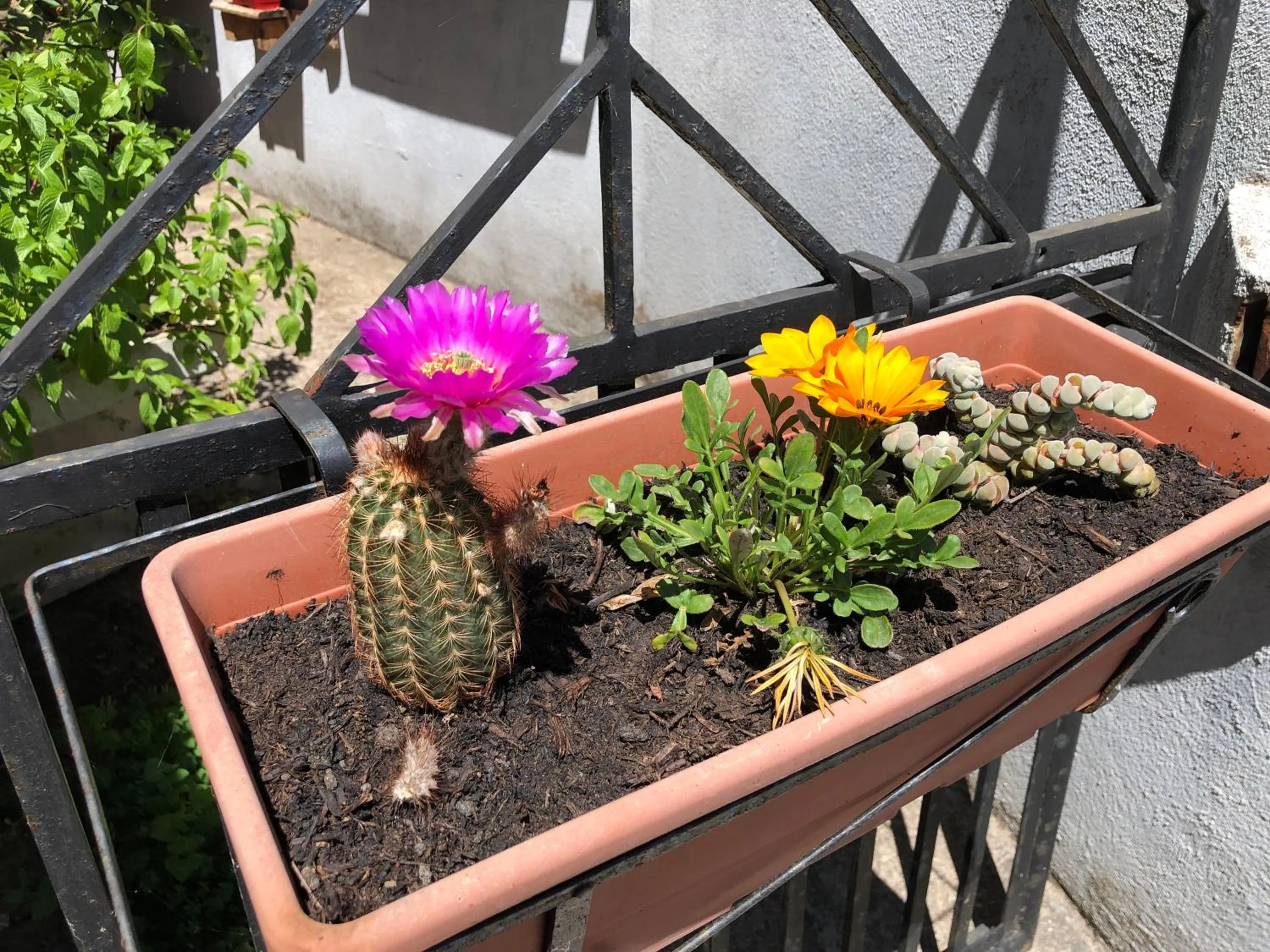 Garden in B&B Daddanca