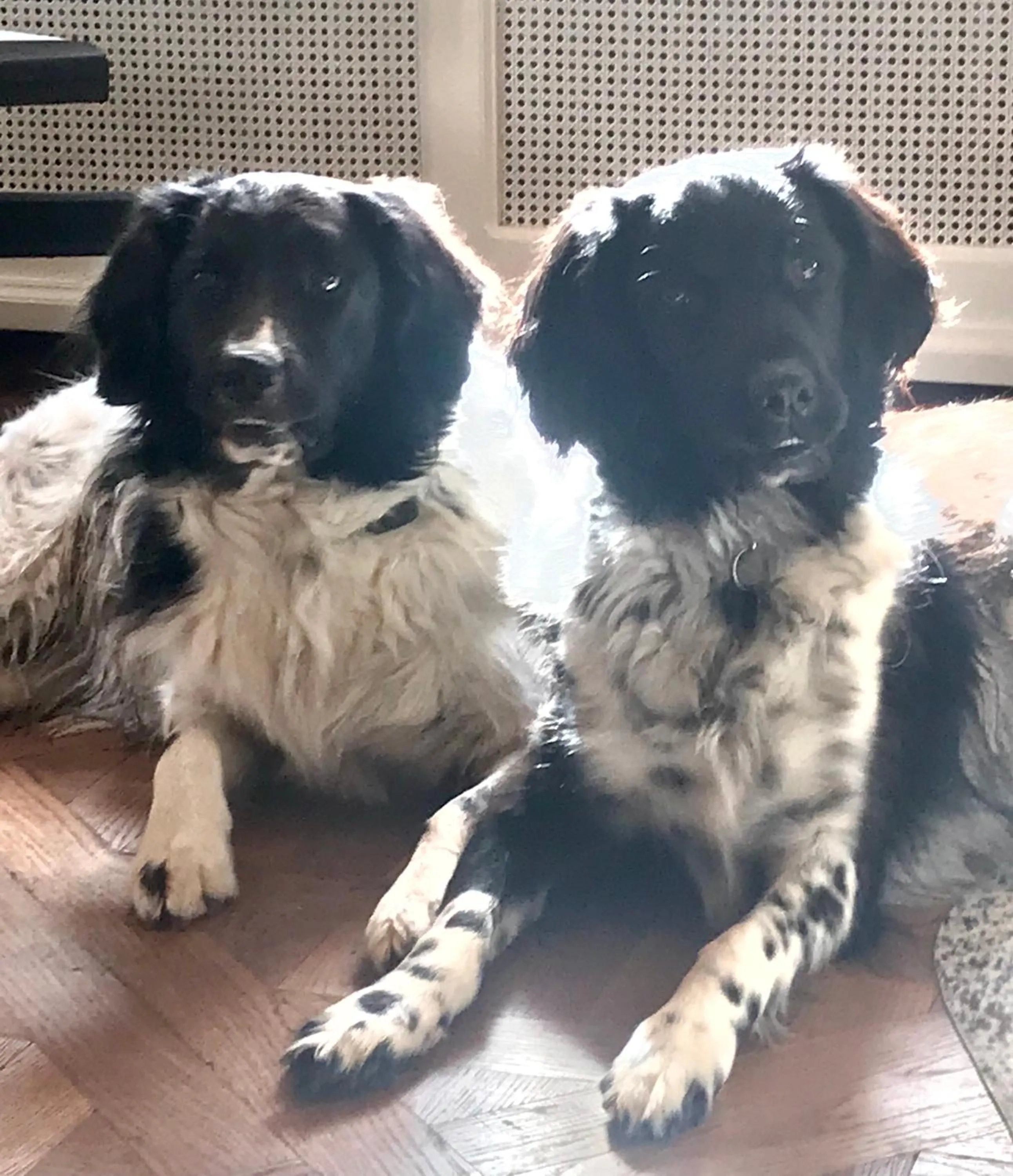 Pets in Chambres d'hôtes Pech Blanc