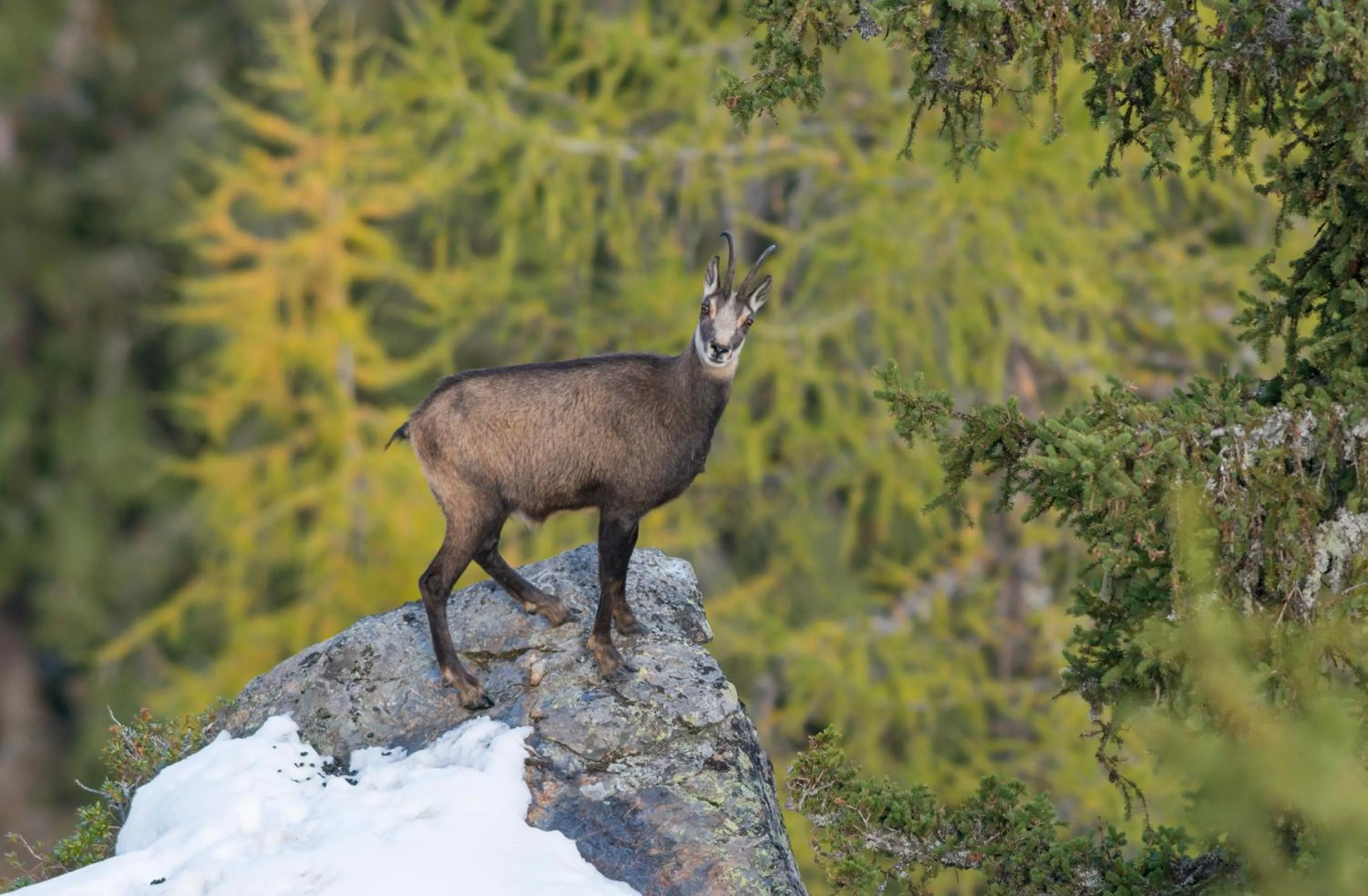 Animals in AmDorfplatzSuites B&B- Adultsfriendly