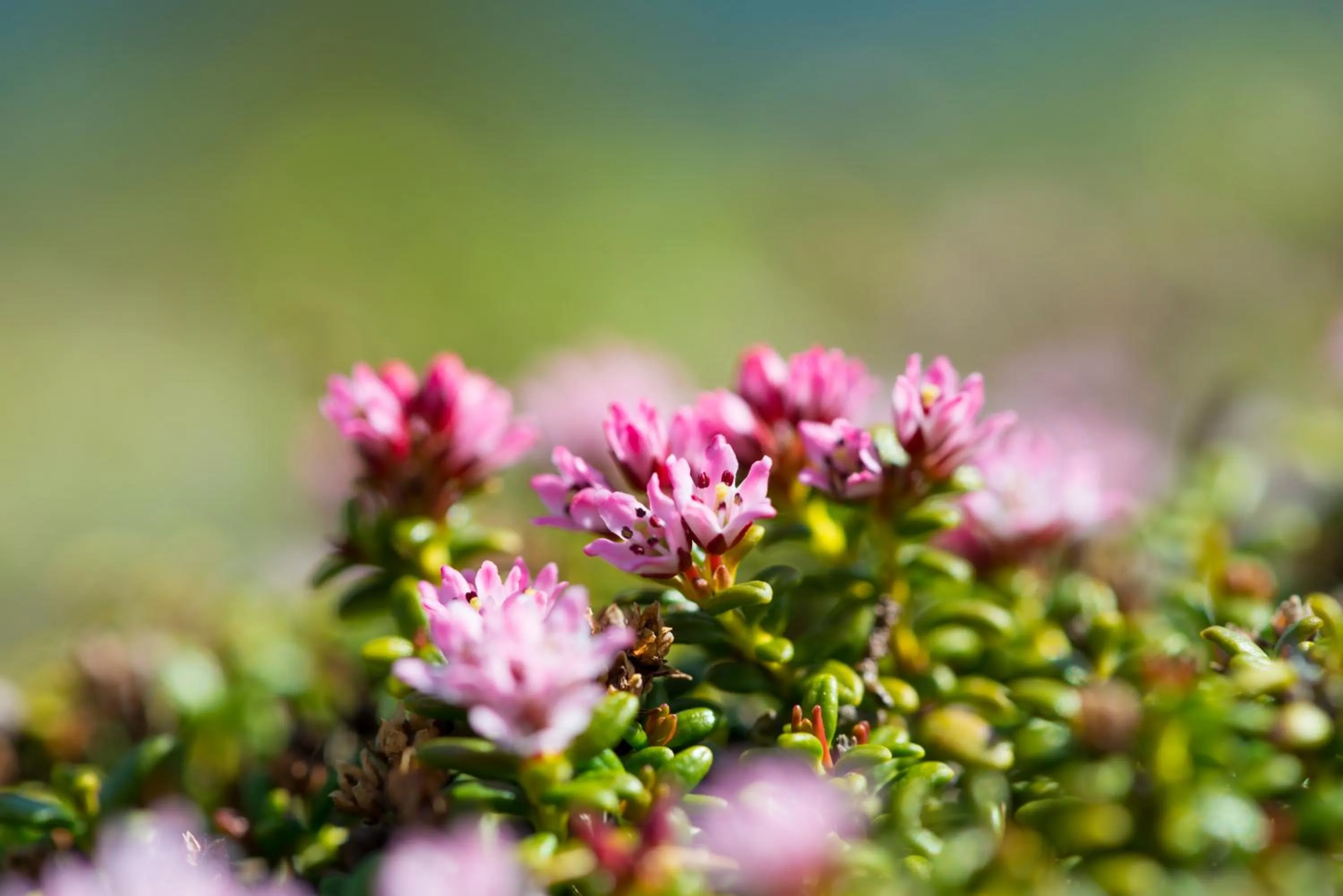 Natural landscape in AmDorfplatzSuites B&B- Adultsfriendly