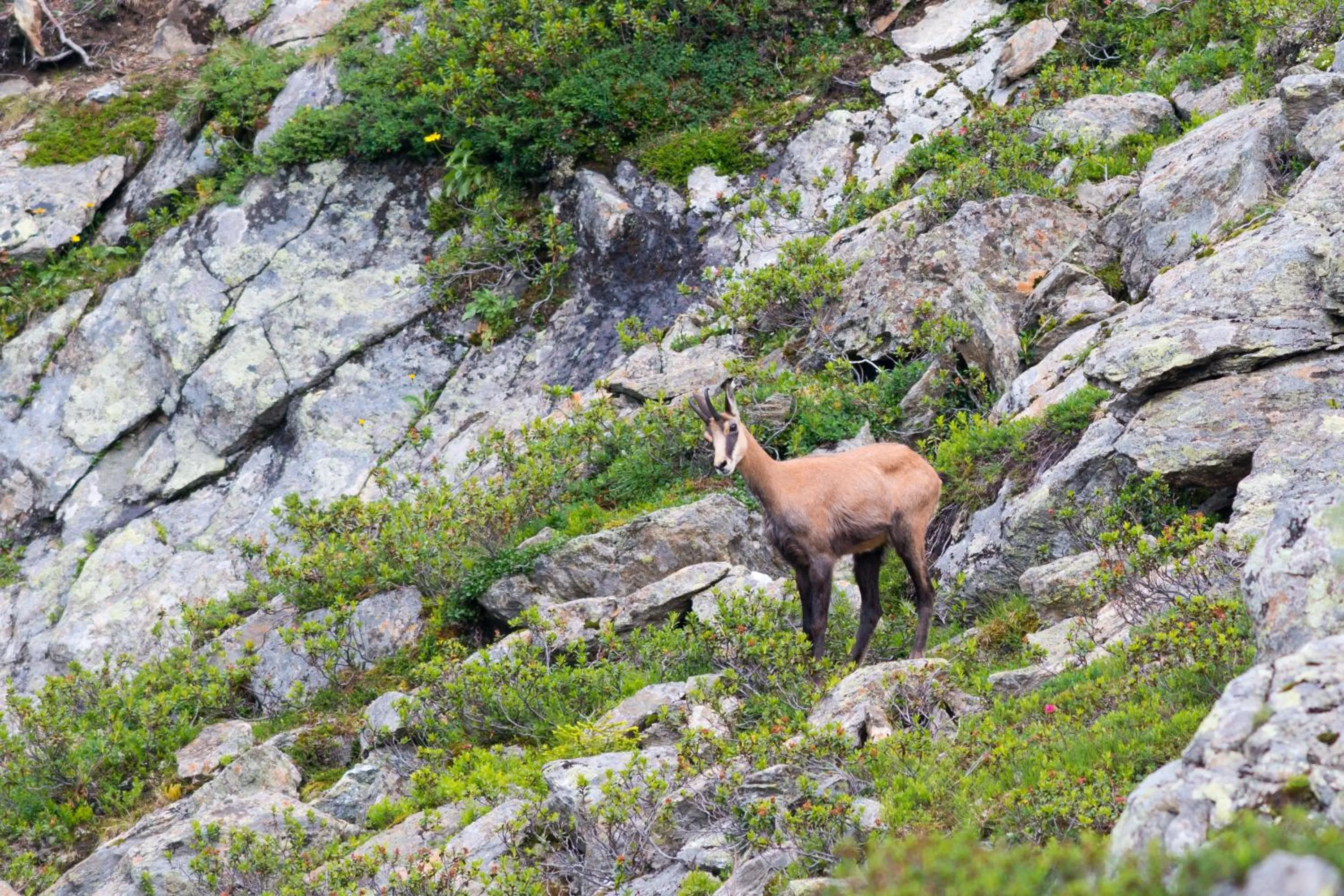 Animals in AmDorfplatzSuites B&B- Adultsfriendly