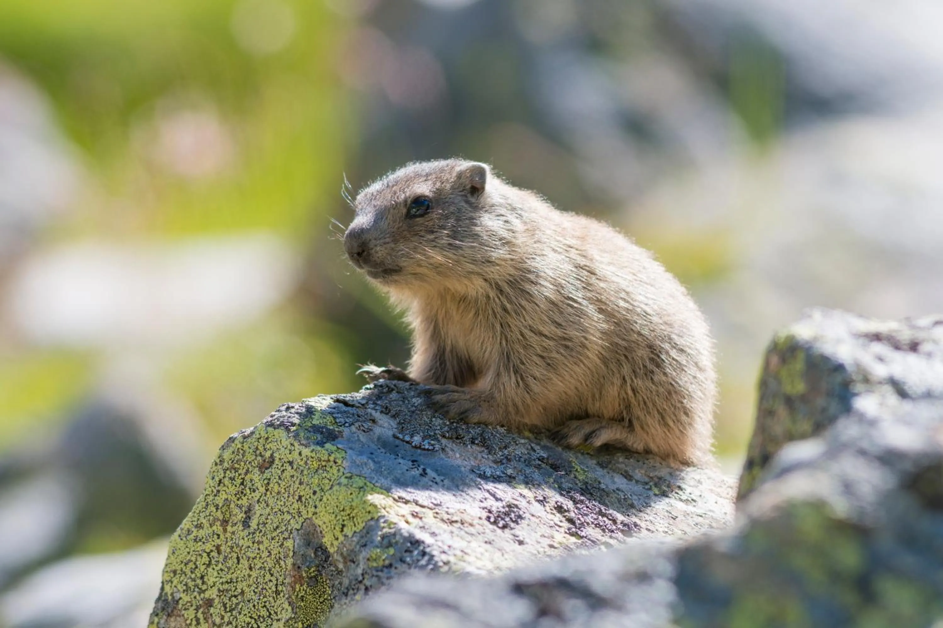 Animals in AmDorfplatzSuites B&B- Adultsfriendly