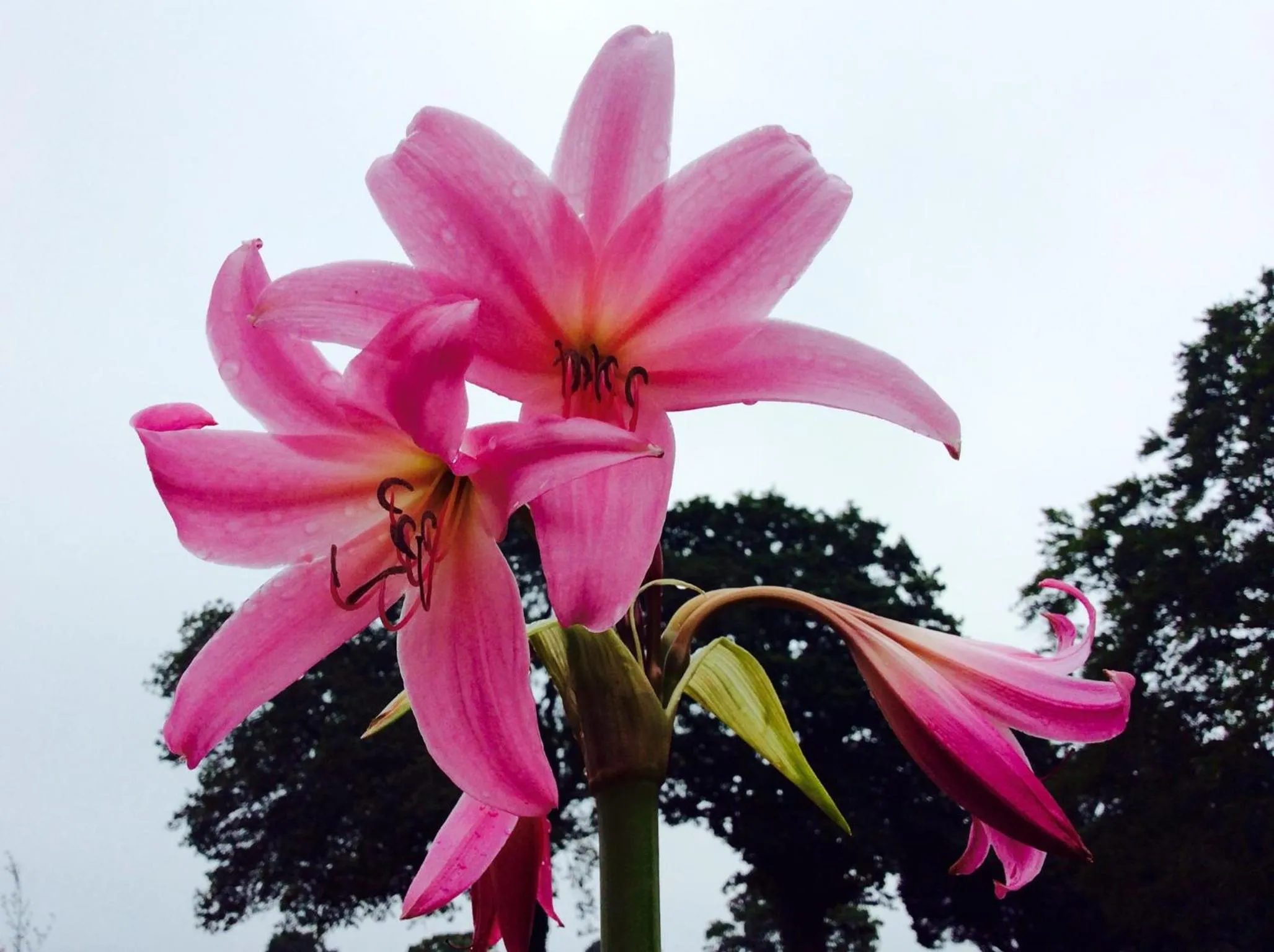 Summer in Humphries Cross Apartments