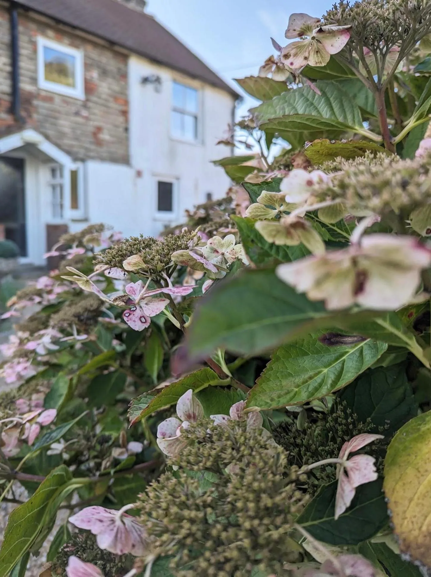 Garden in Humphries Cross Apartments