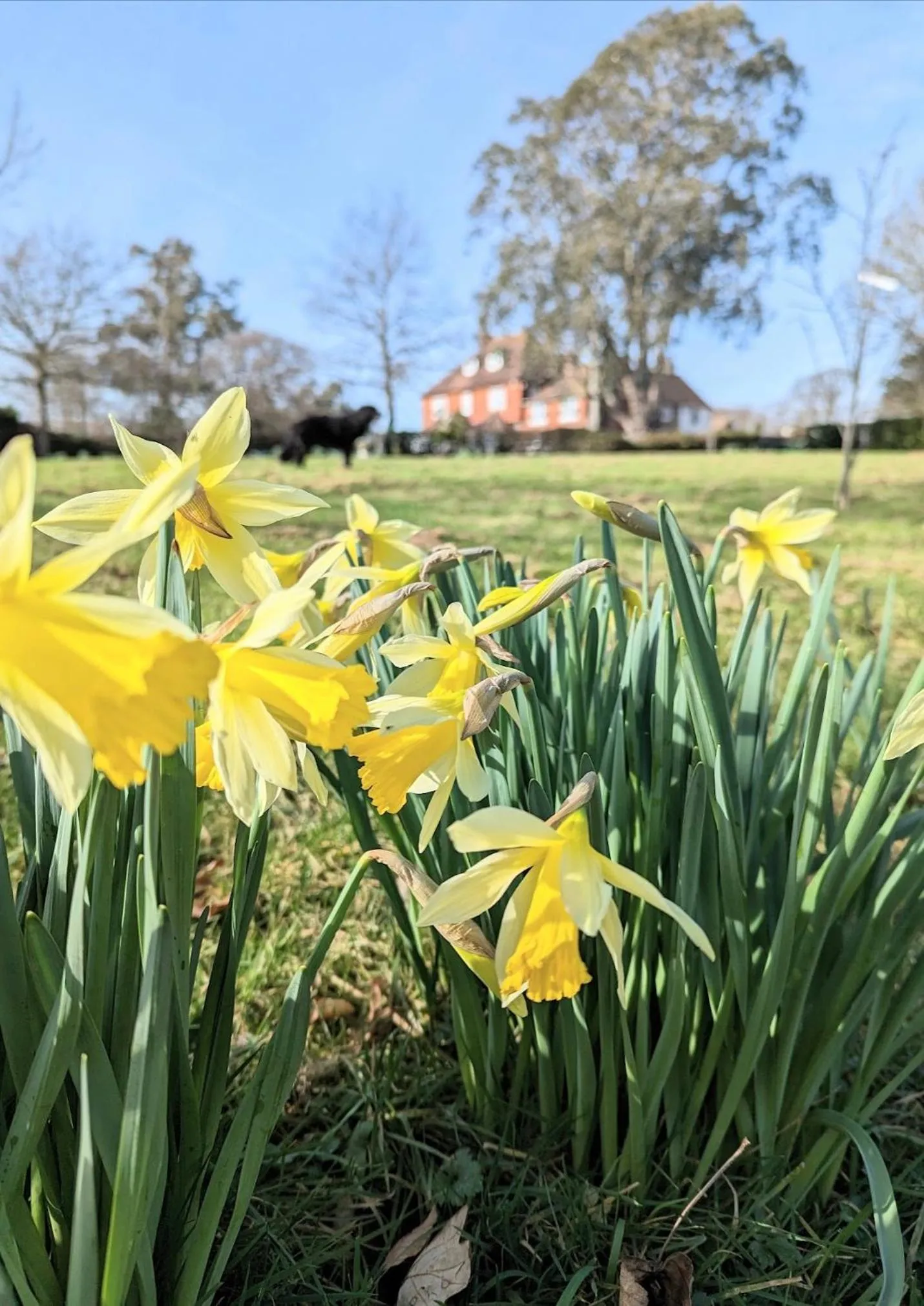 Garden in Humphries Cross Apartments