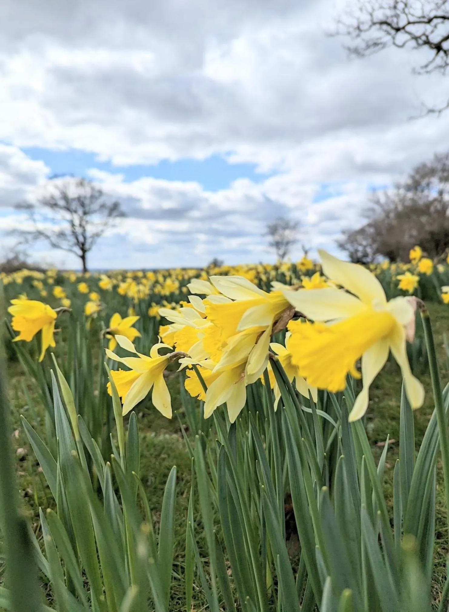 Garden in Humphries Cross Apartments