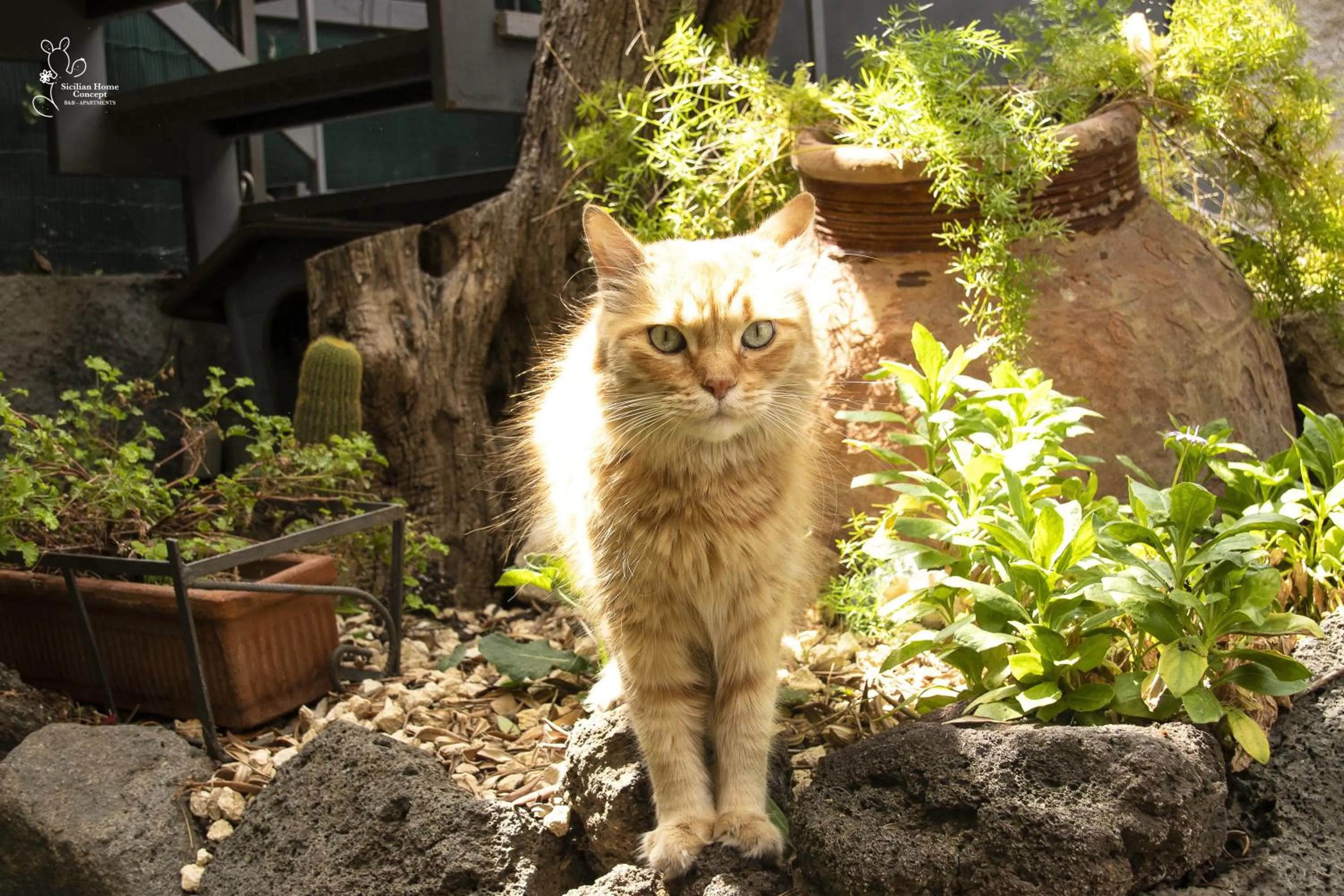 Garden in Sicilian Home