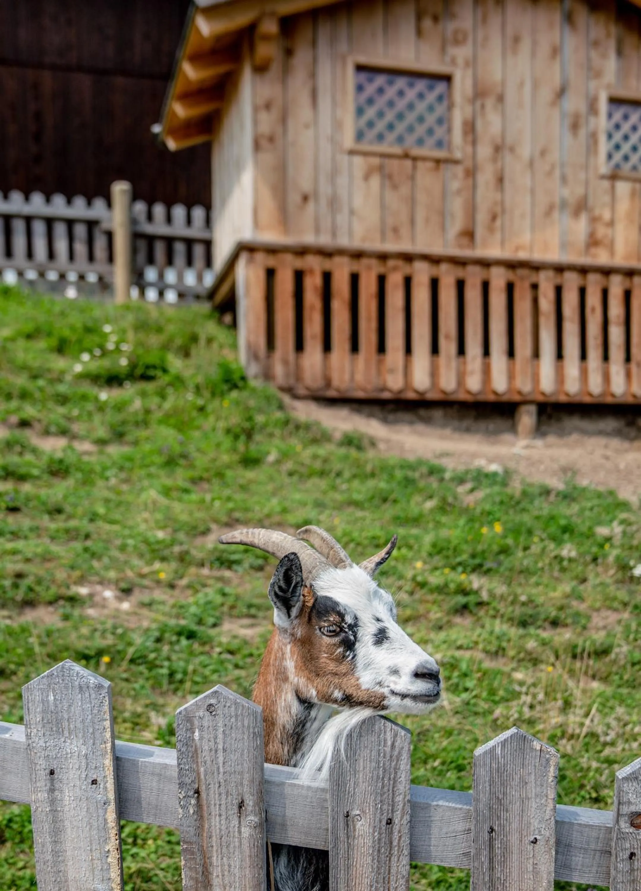Garden in Hotel Sonnschupfer