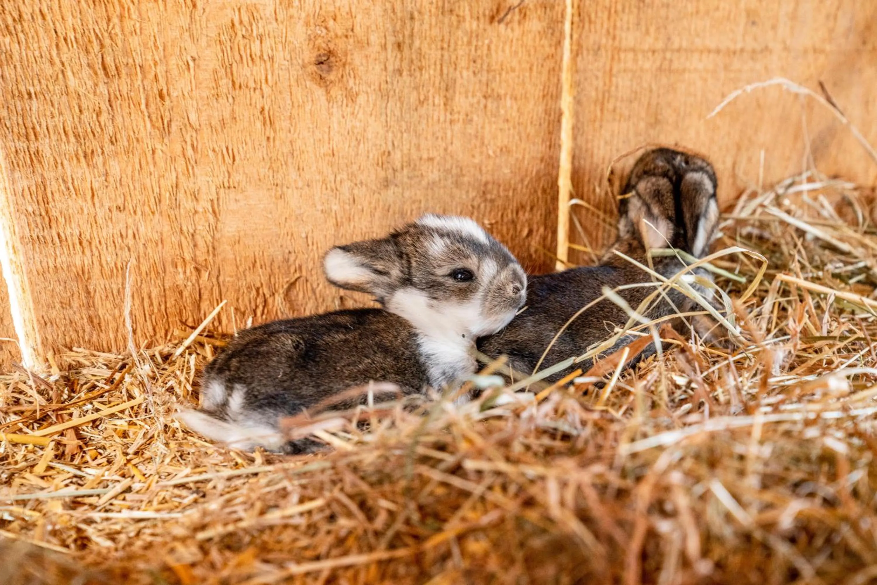 Animals in Hotel Sonnschupfer