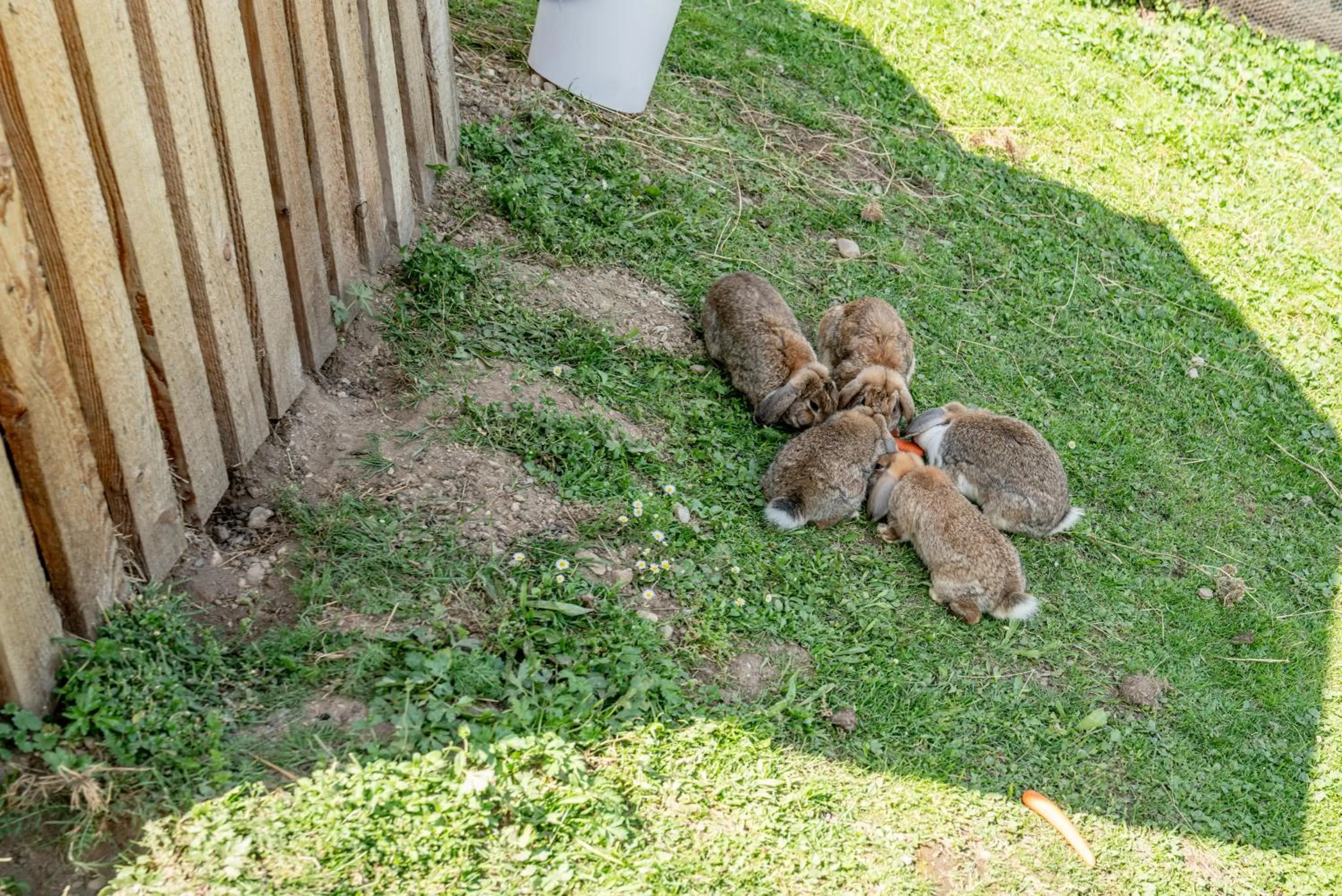 Animals in Hotel Sonnschupfer