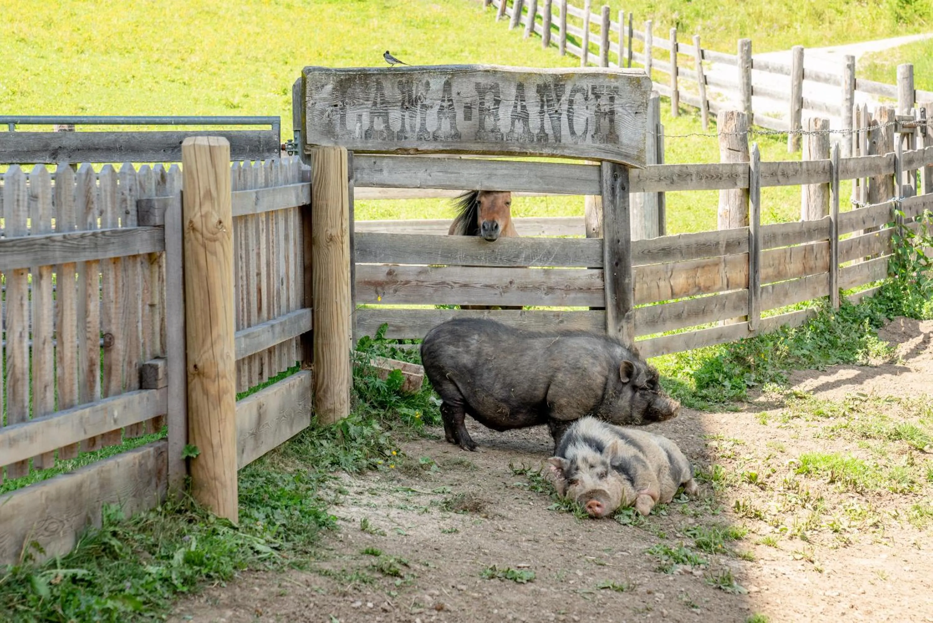 Animals in Hotel Sonnschupfer