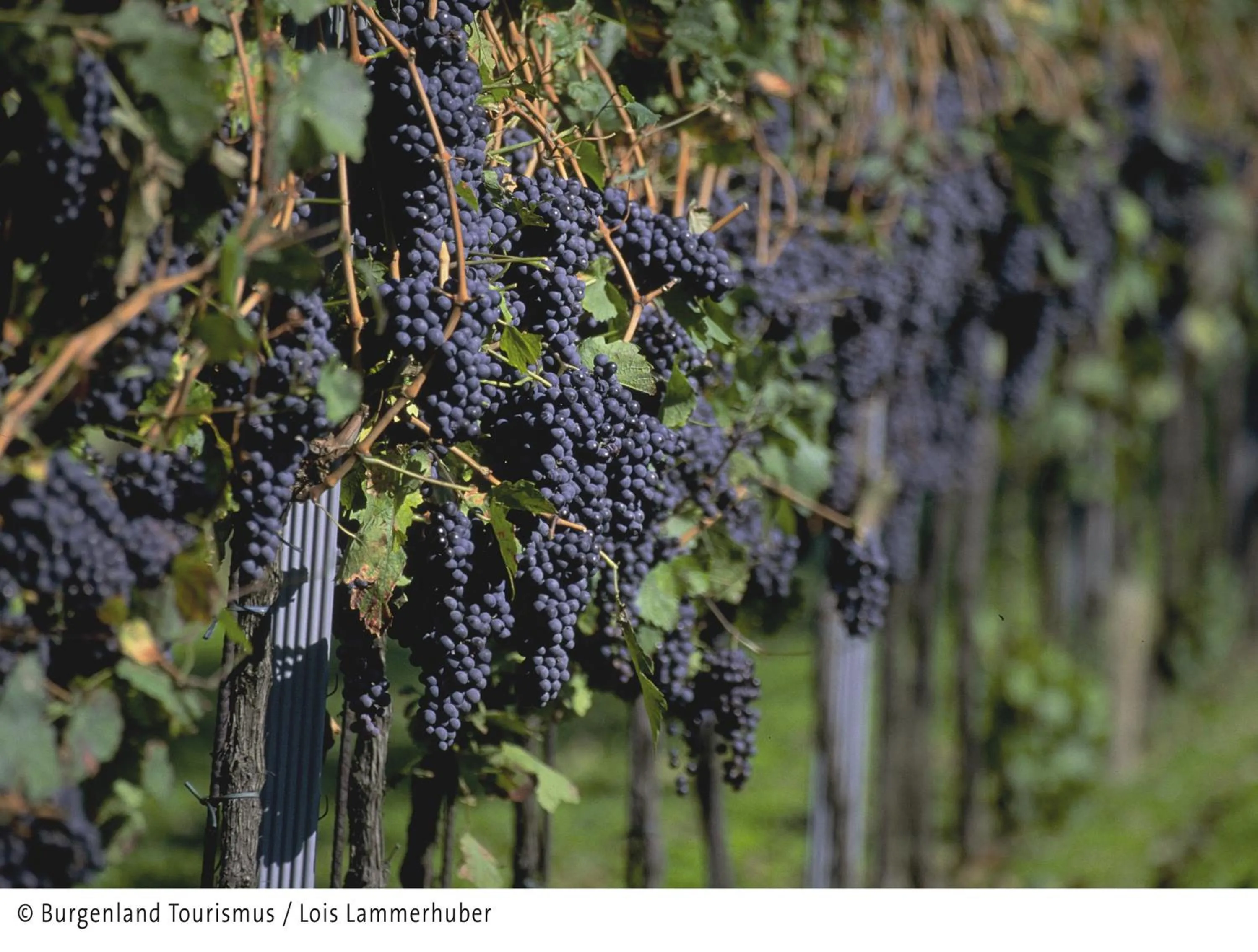 Area and facilities in Vitalhotel Krainz