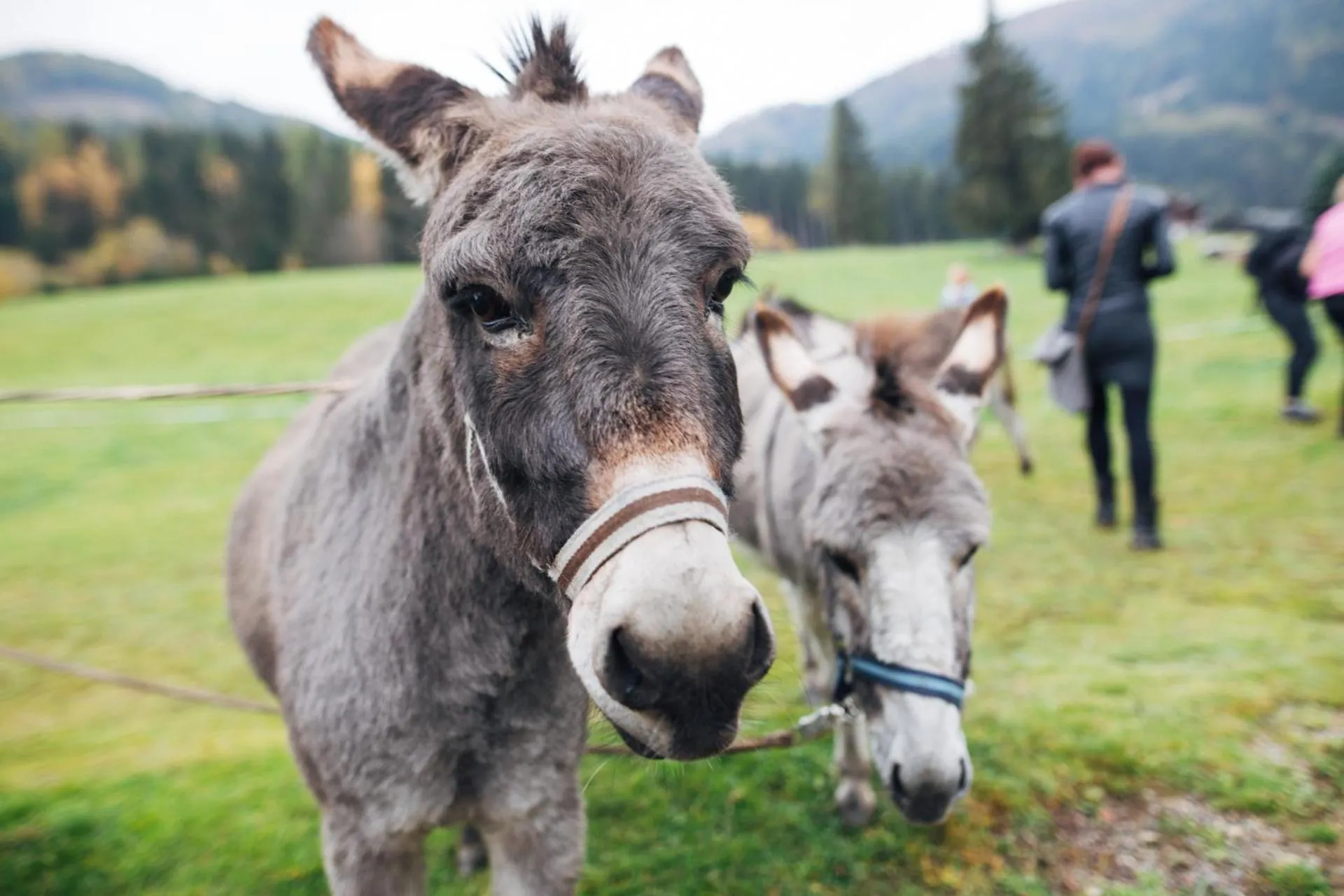 Animals in Der Kirchheimerhof - Superior