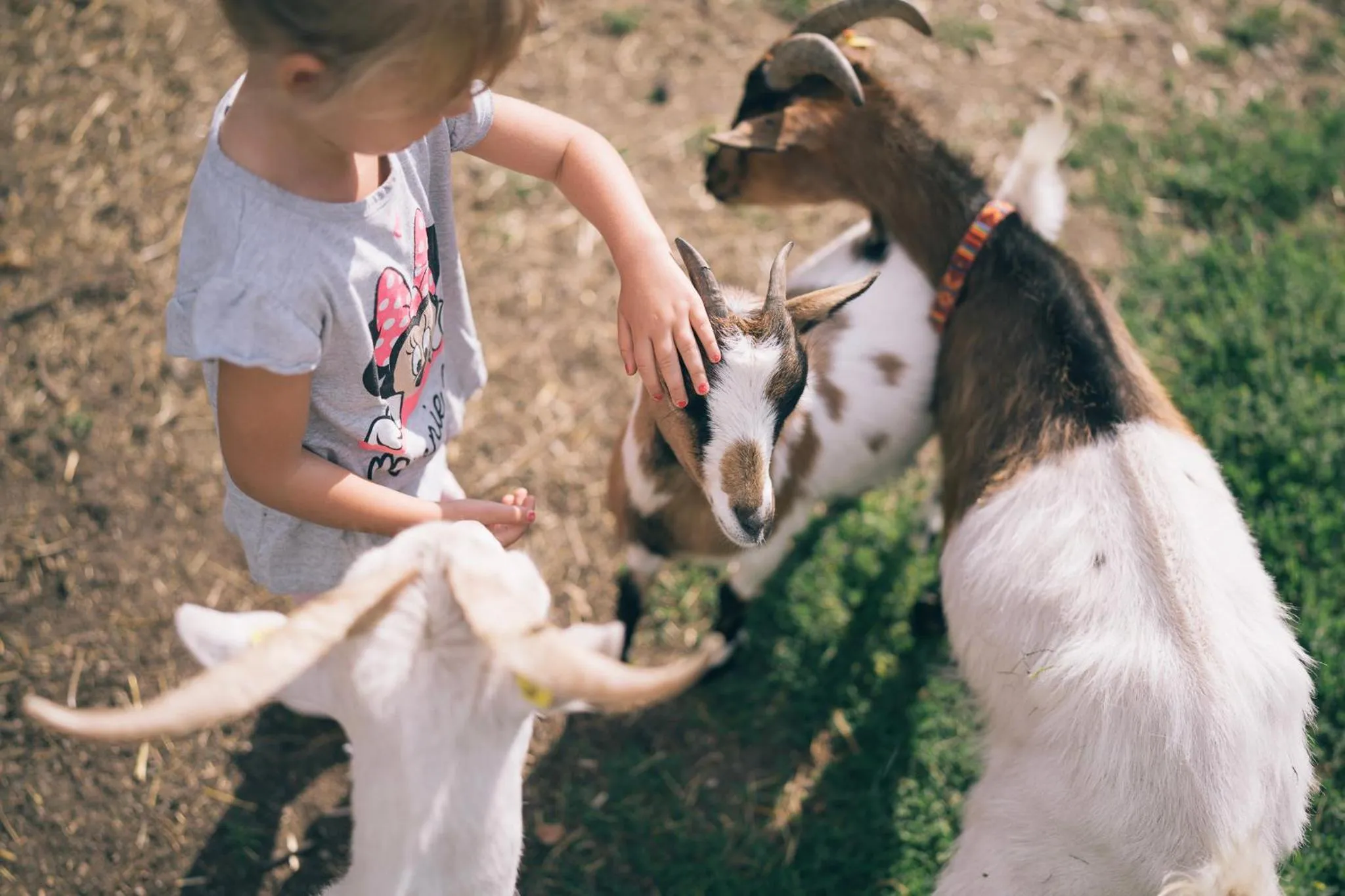Animals in Der Kirchheimerhof - Superior