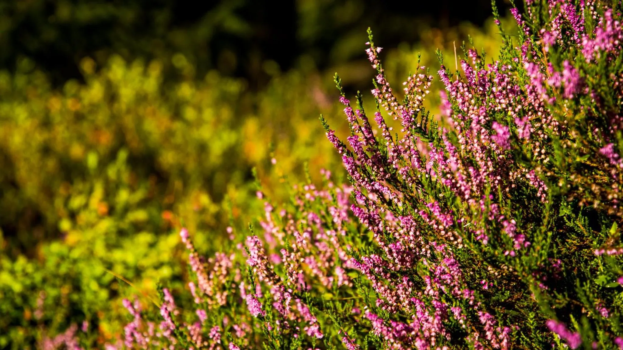 Summer in Hotel Pariente