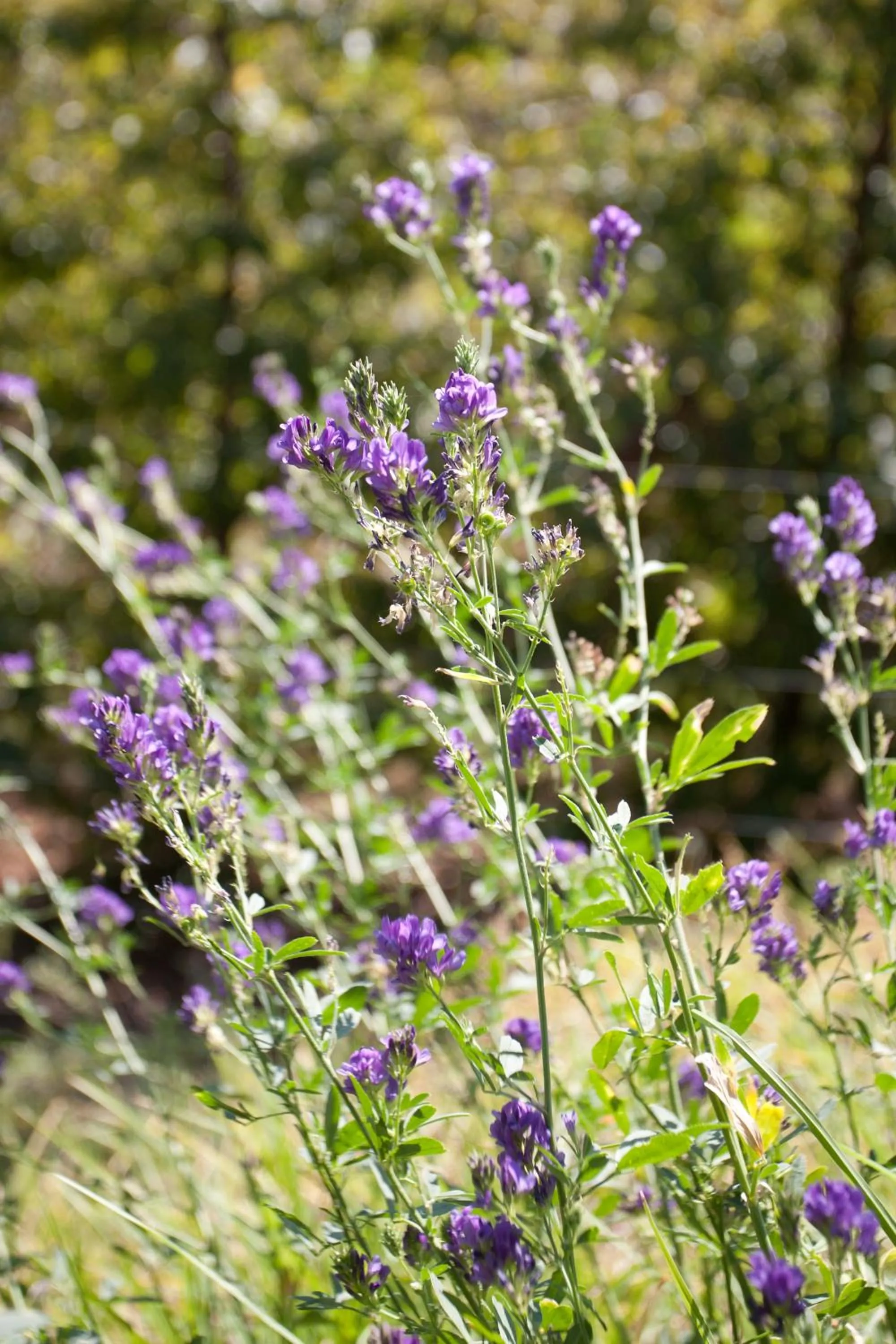 Spring in Oue Werf Country House