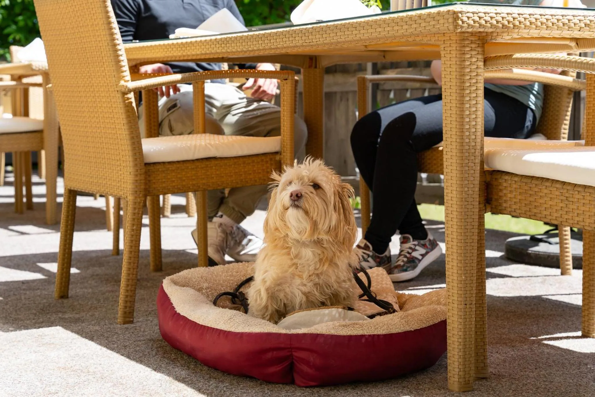 Pets in Hotel zum Lamm