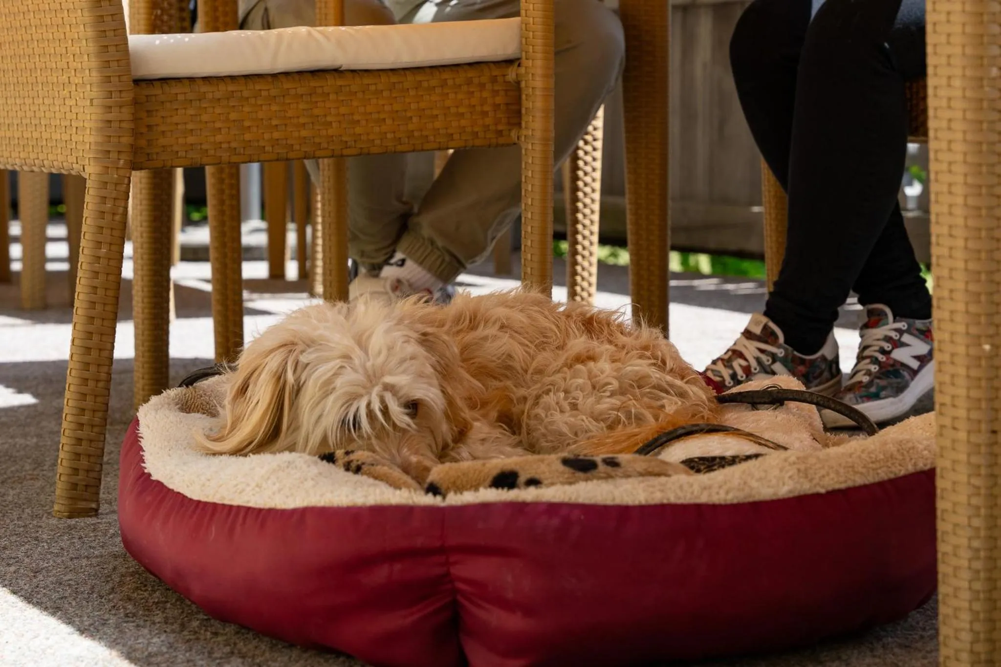 Pets in Hotel zum Lamm