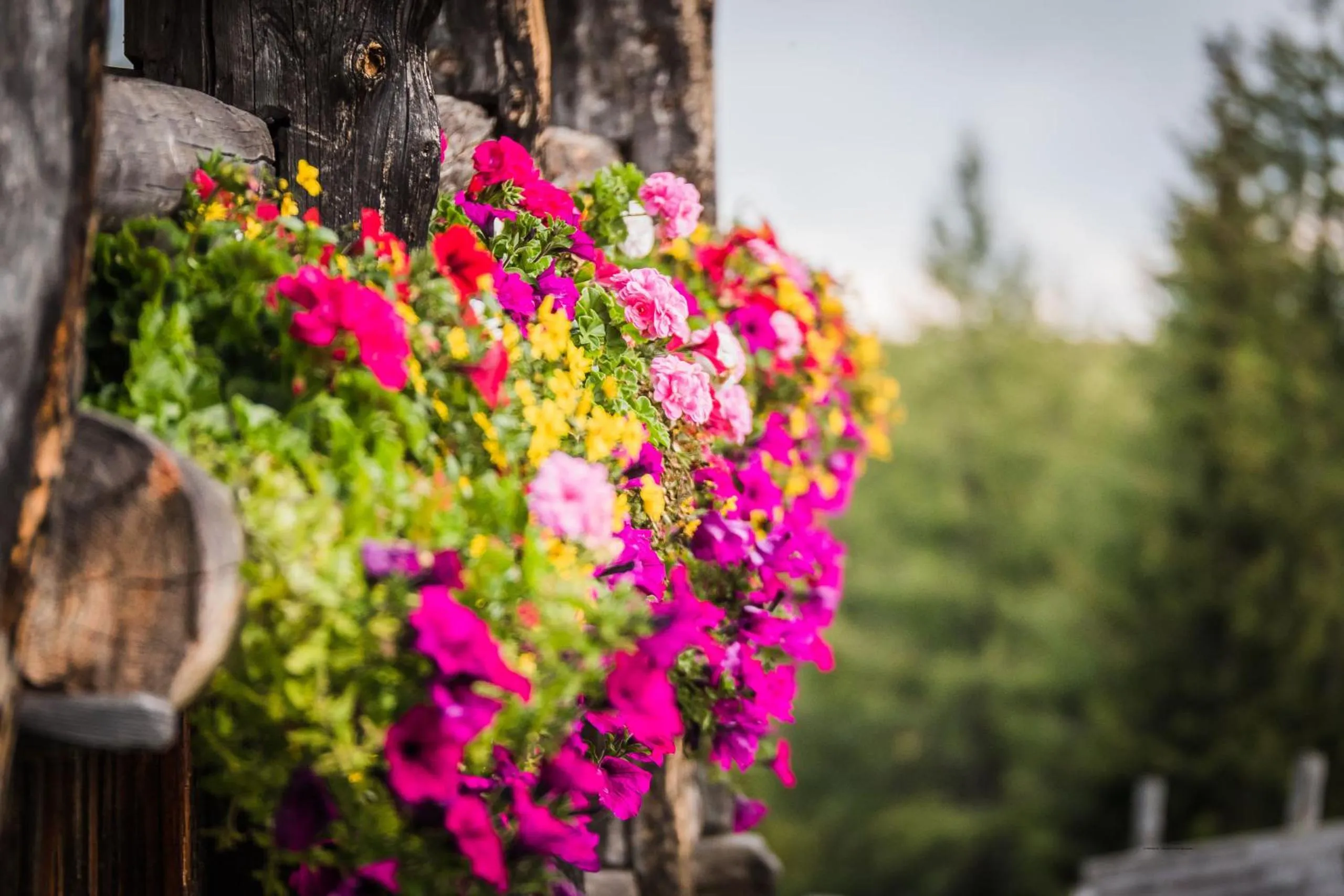 Spring in Hotel Weiler - Aktiv & Tradition