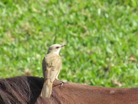 Animals in Hotel Fazenda Topada