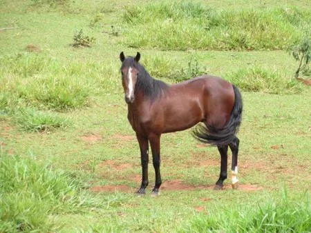 Animals in Hotel Fazenda Topada